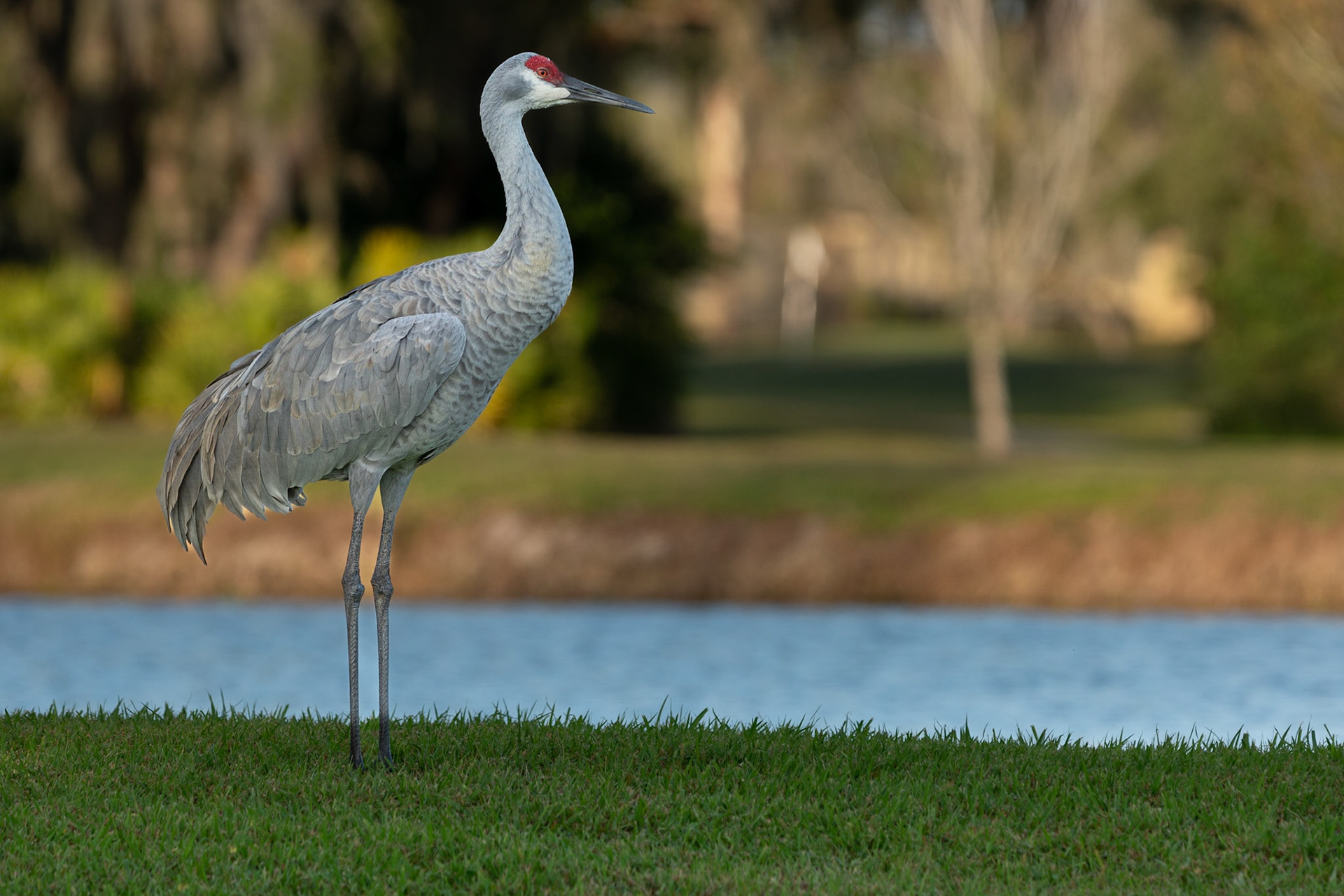 Sandhill Crane
