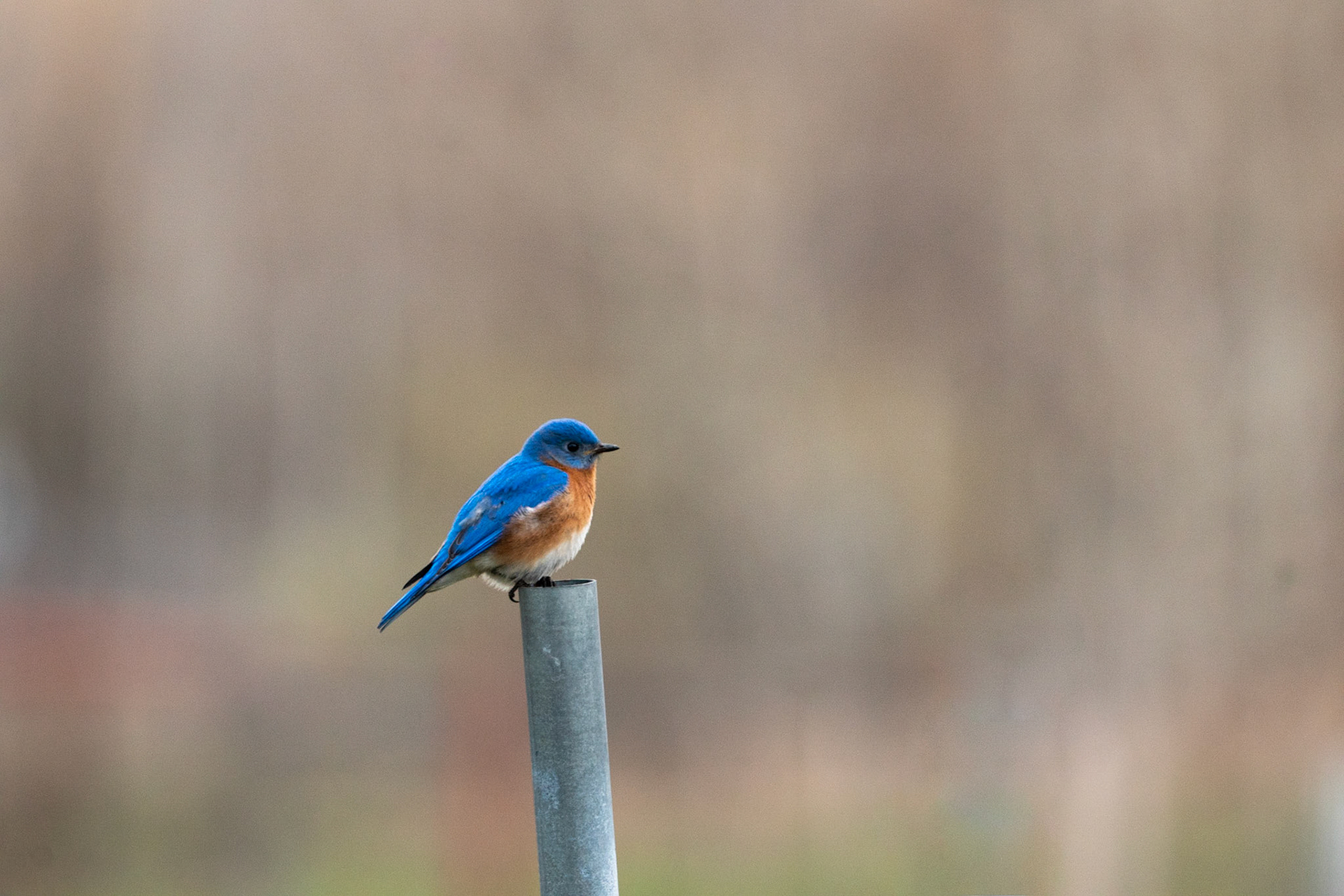 Eastern Bluebird