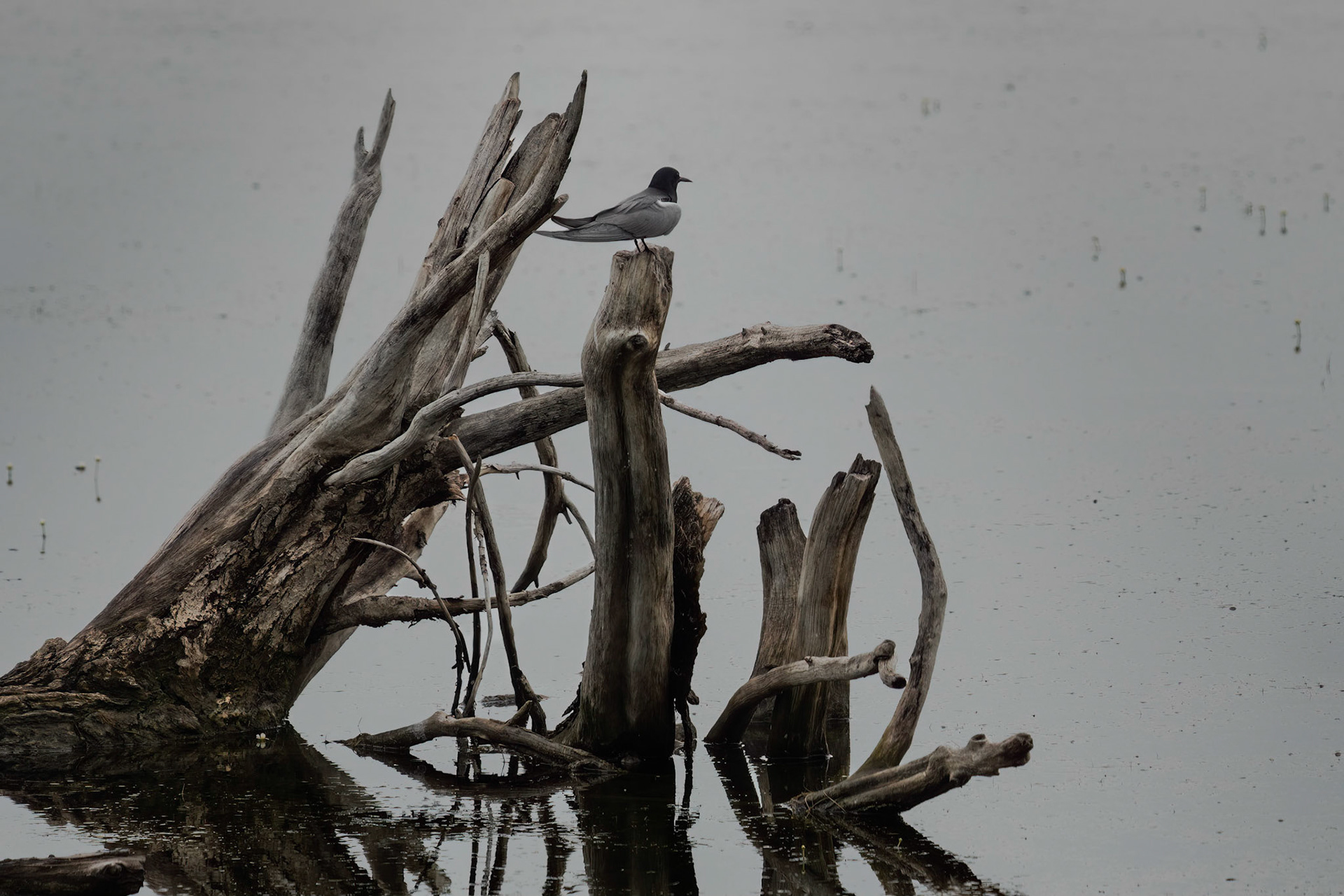 Black Tern