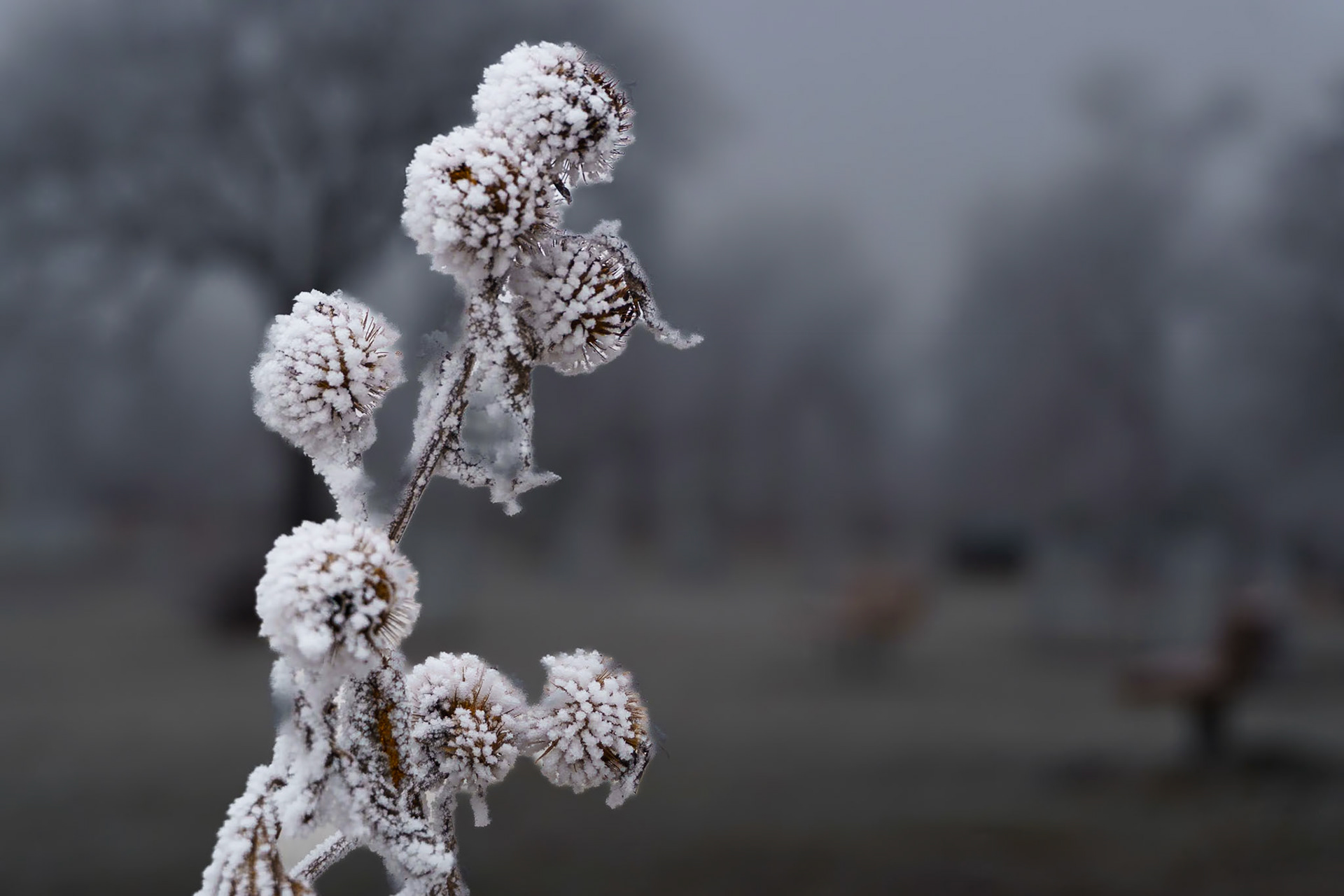 Hoar frost on a single stem