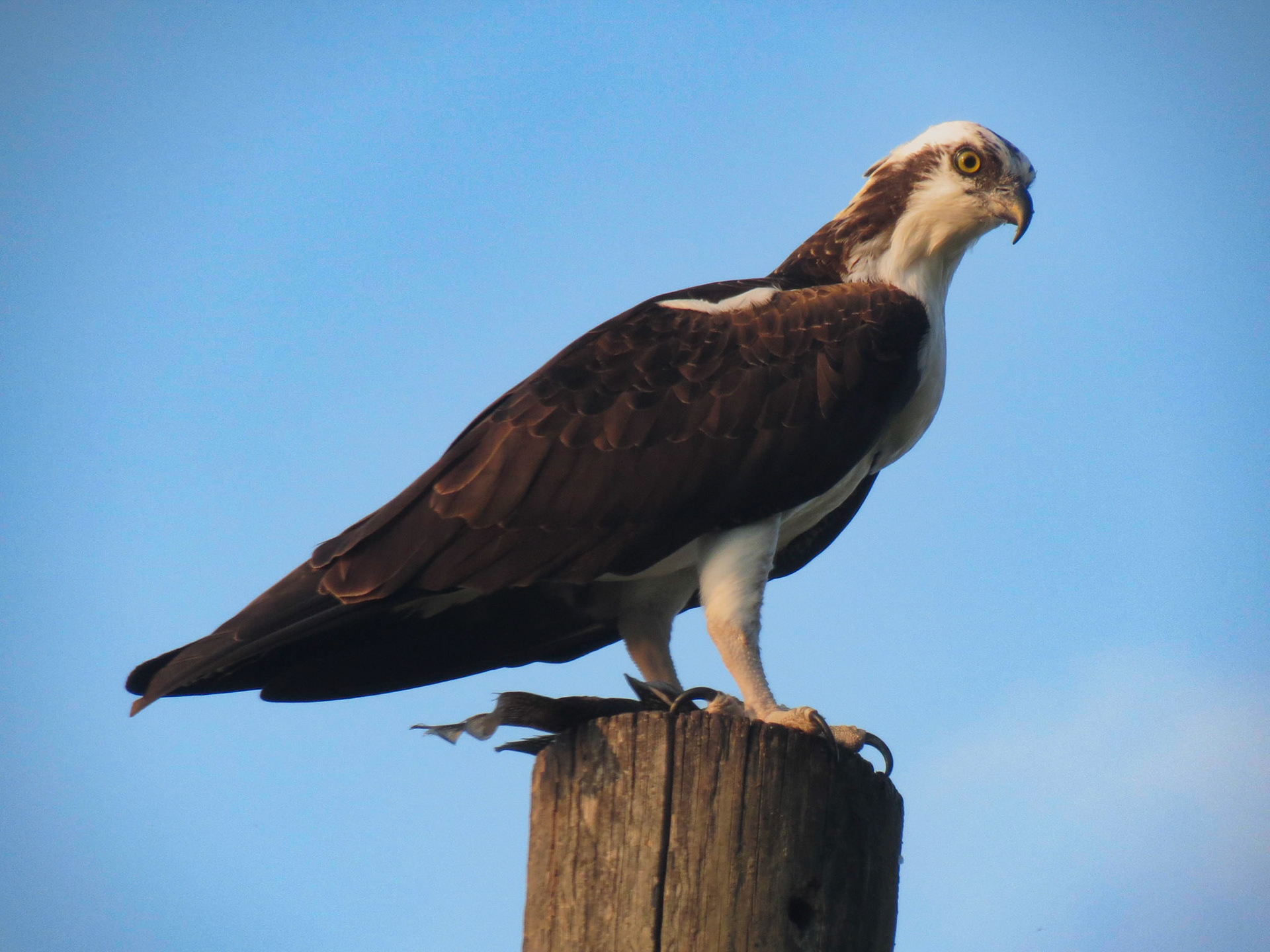 Osprey
