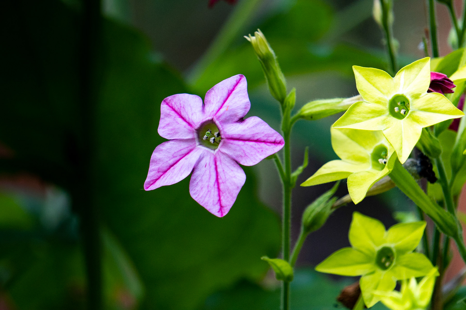 Pink Nicotiana