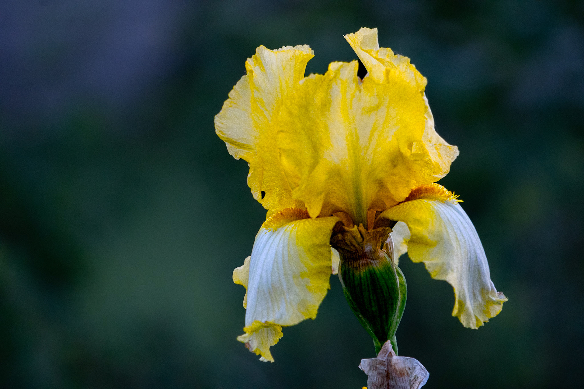 Iris