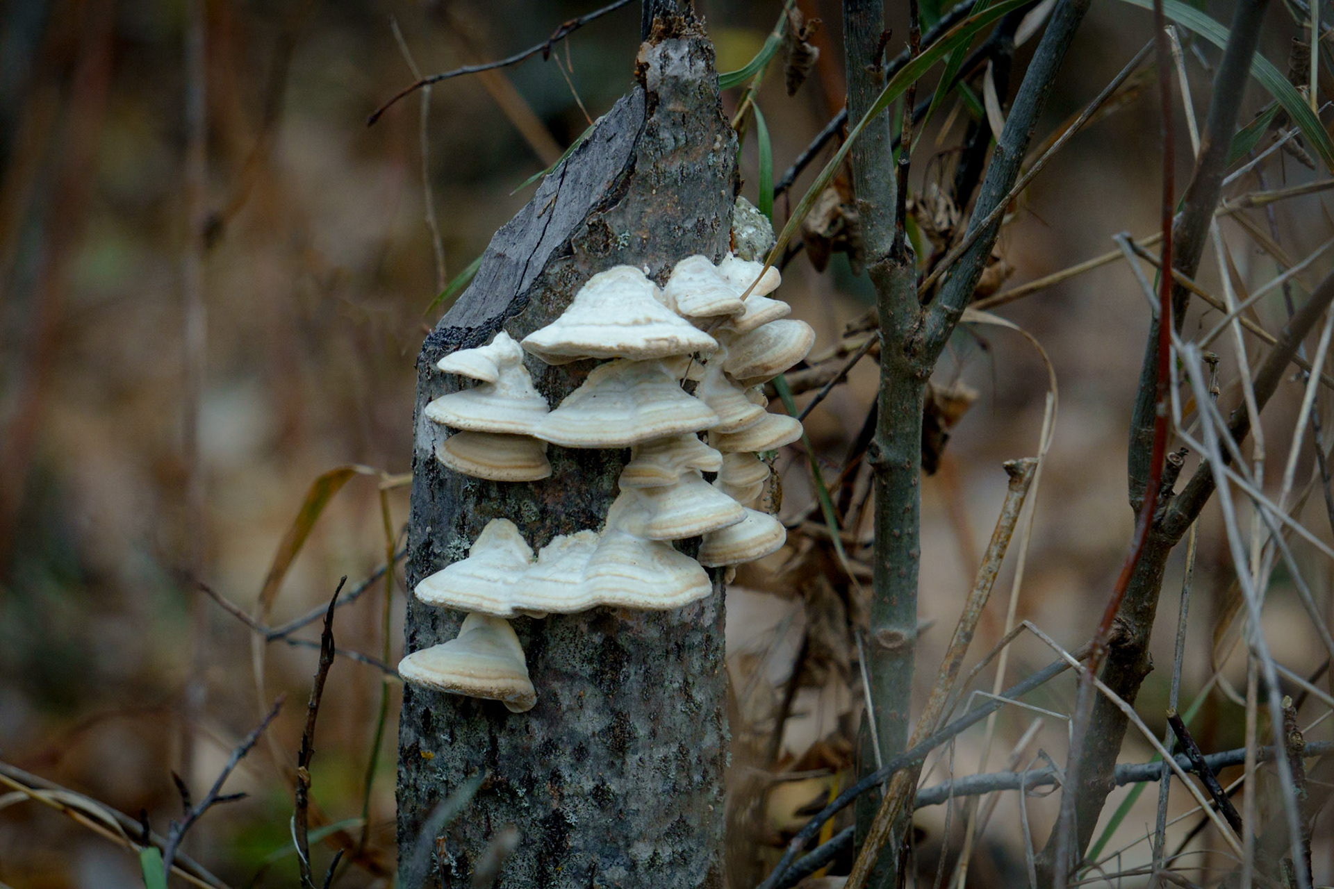 Fall mushrooms