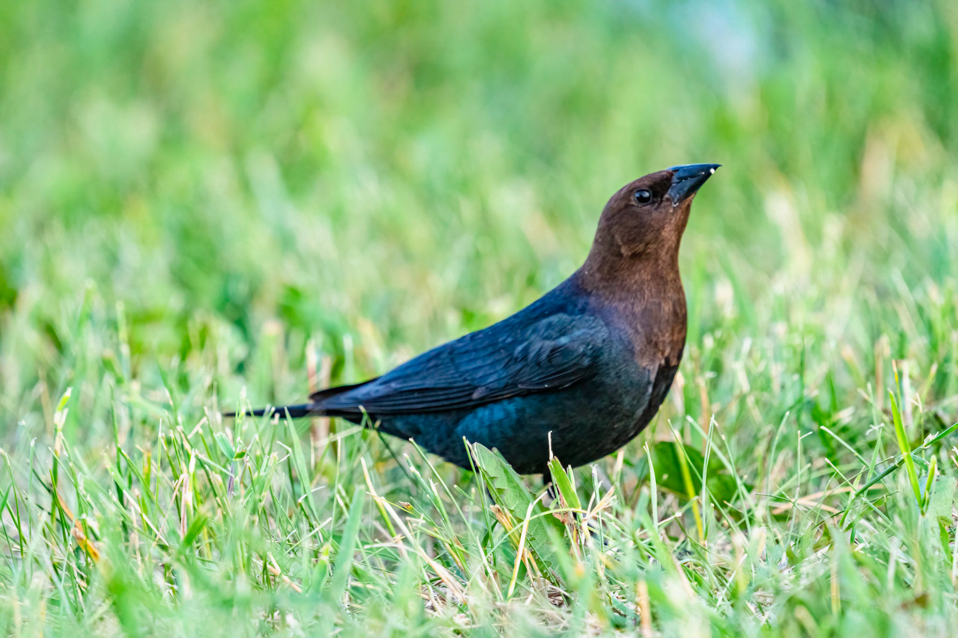 Brown Headed Cowbird