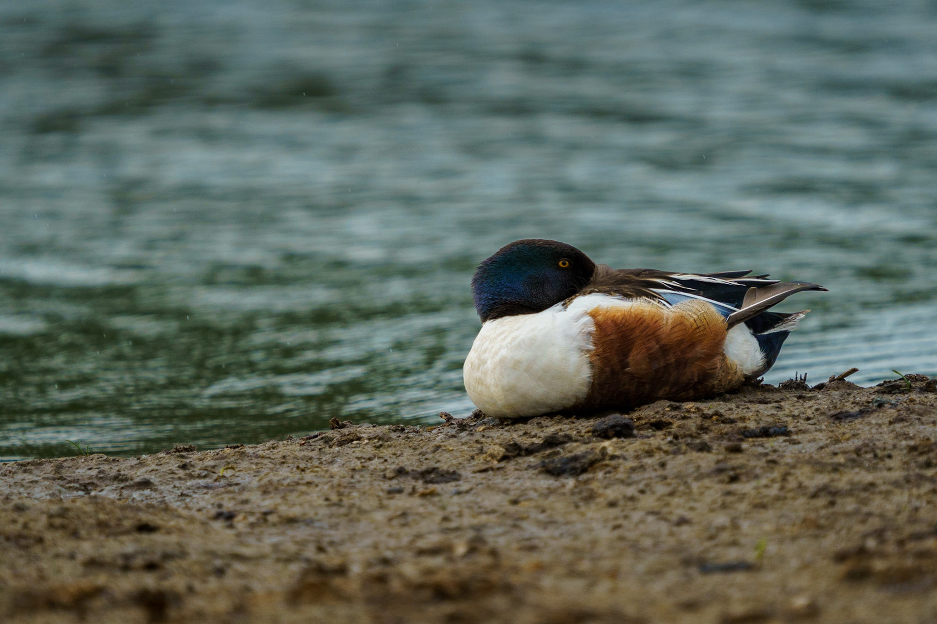 Northern Shoveler