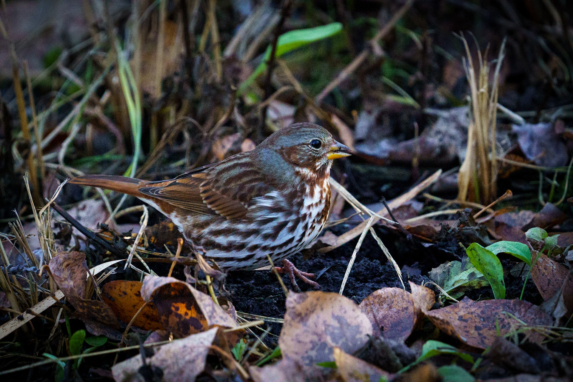 Fox Sparrow