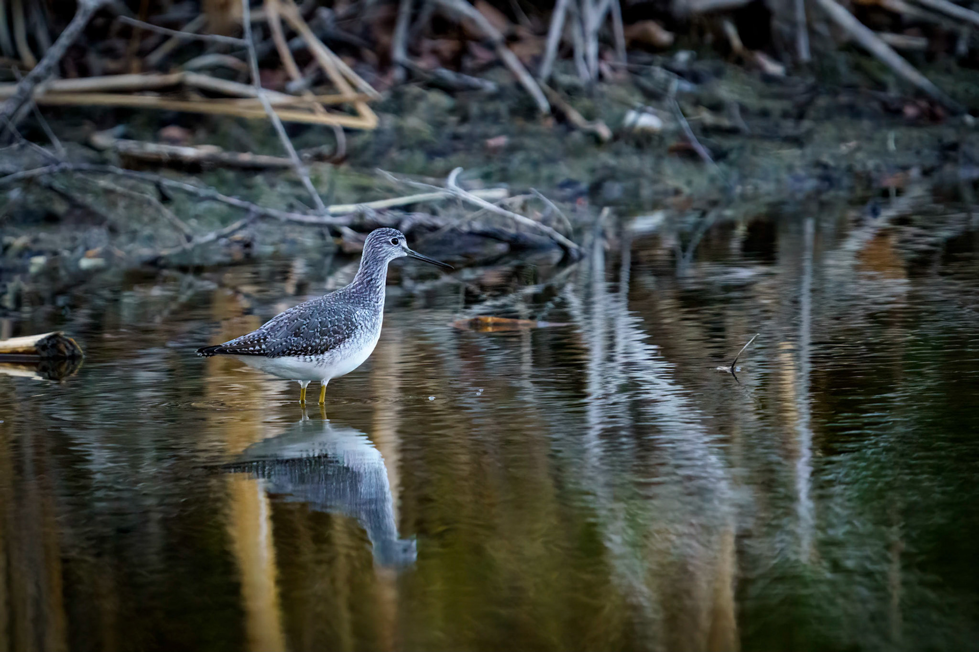 Lesser Yellow Legs