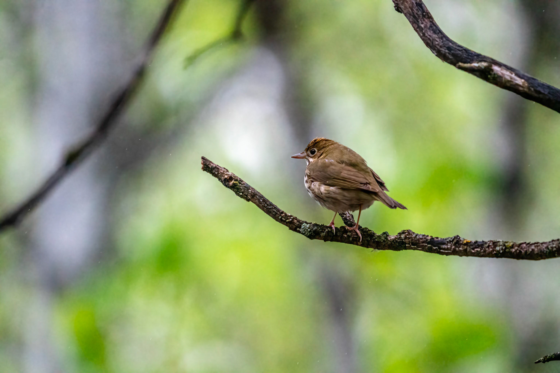 Ruby Crowned Kinglet