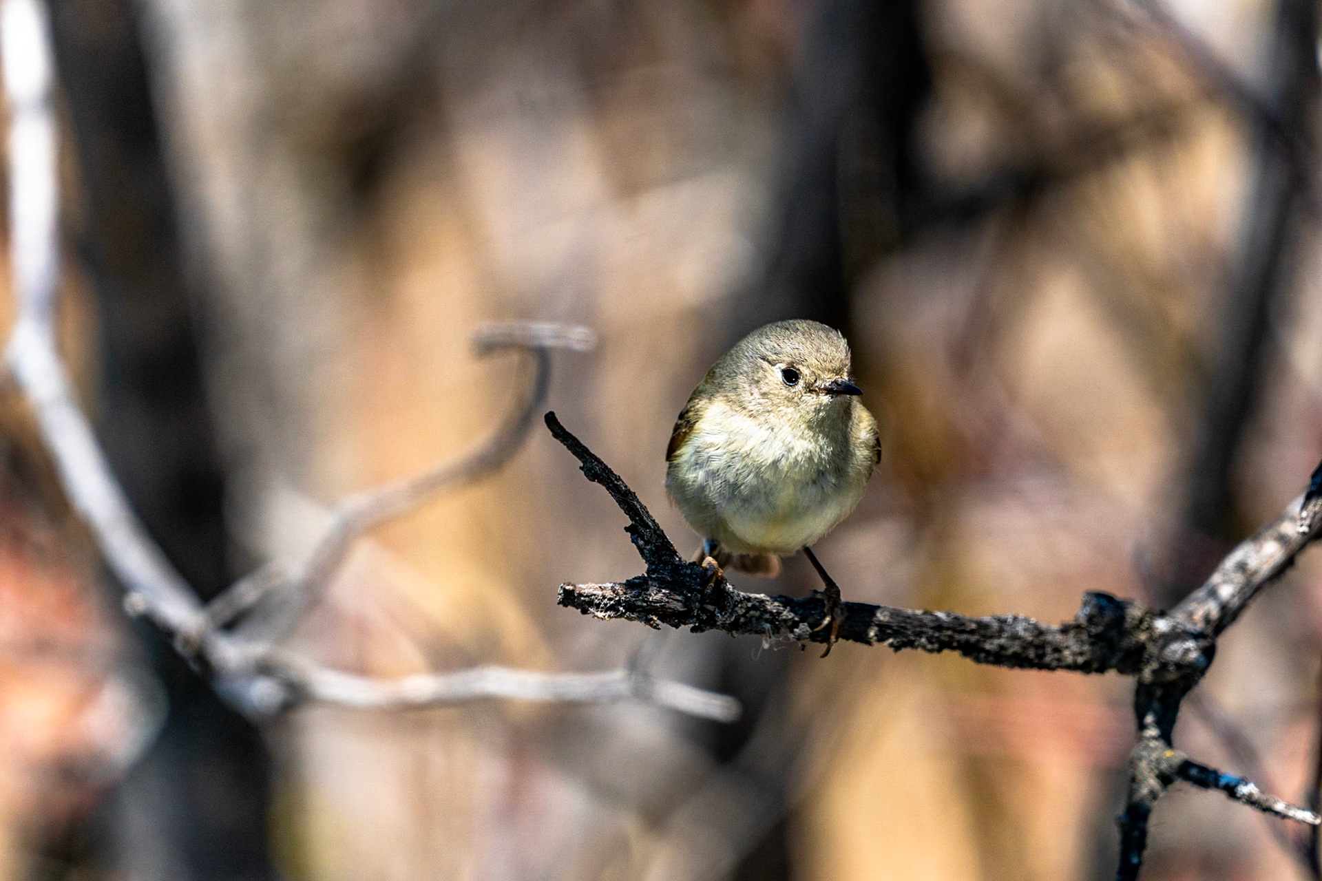 Ruby Crowned Kinglet