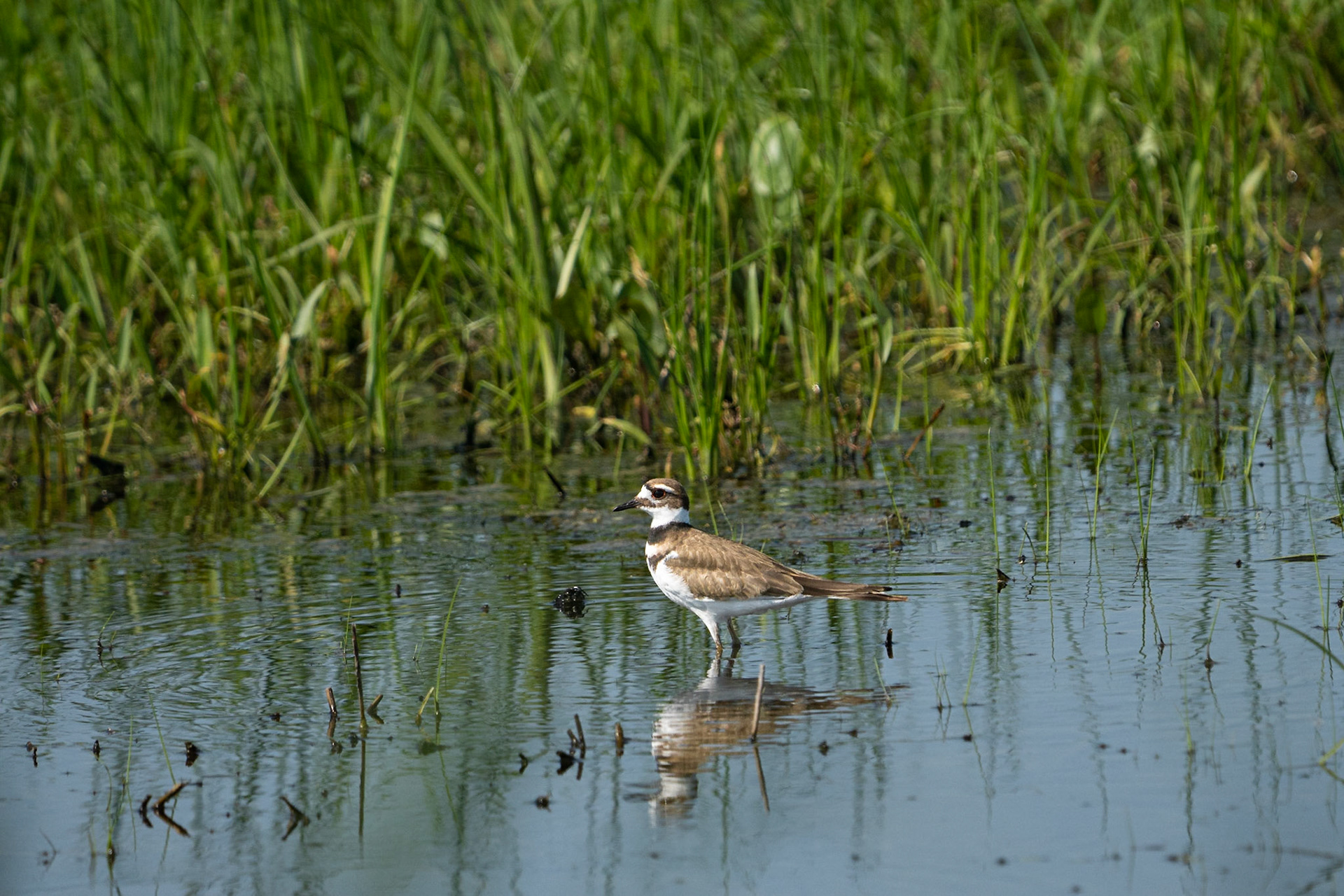 Kildeer