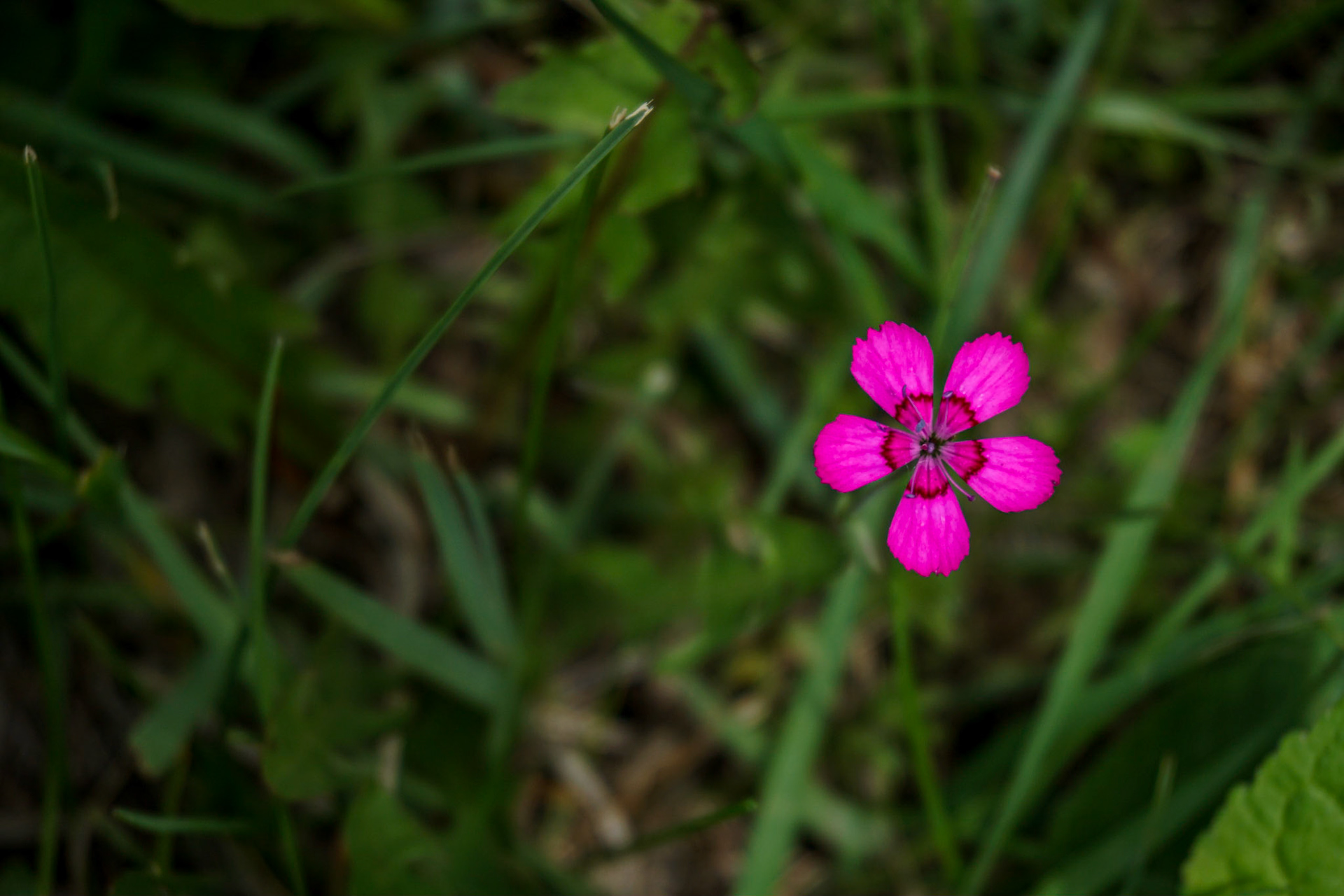 Dianthus