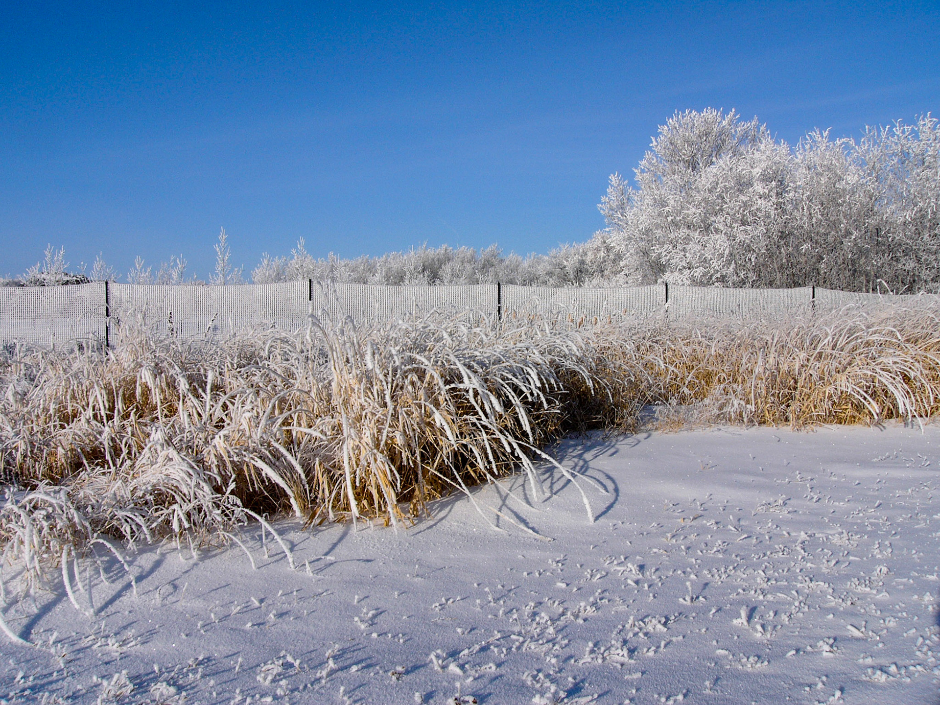 Hoar  frost in the grass