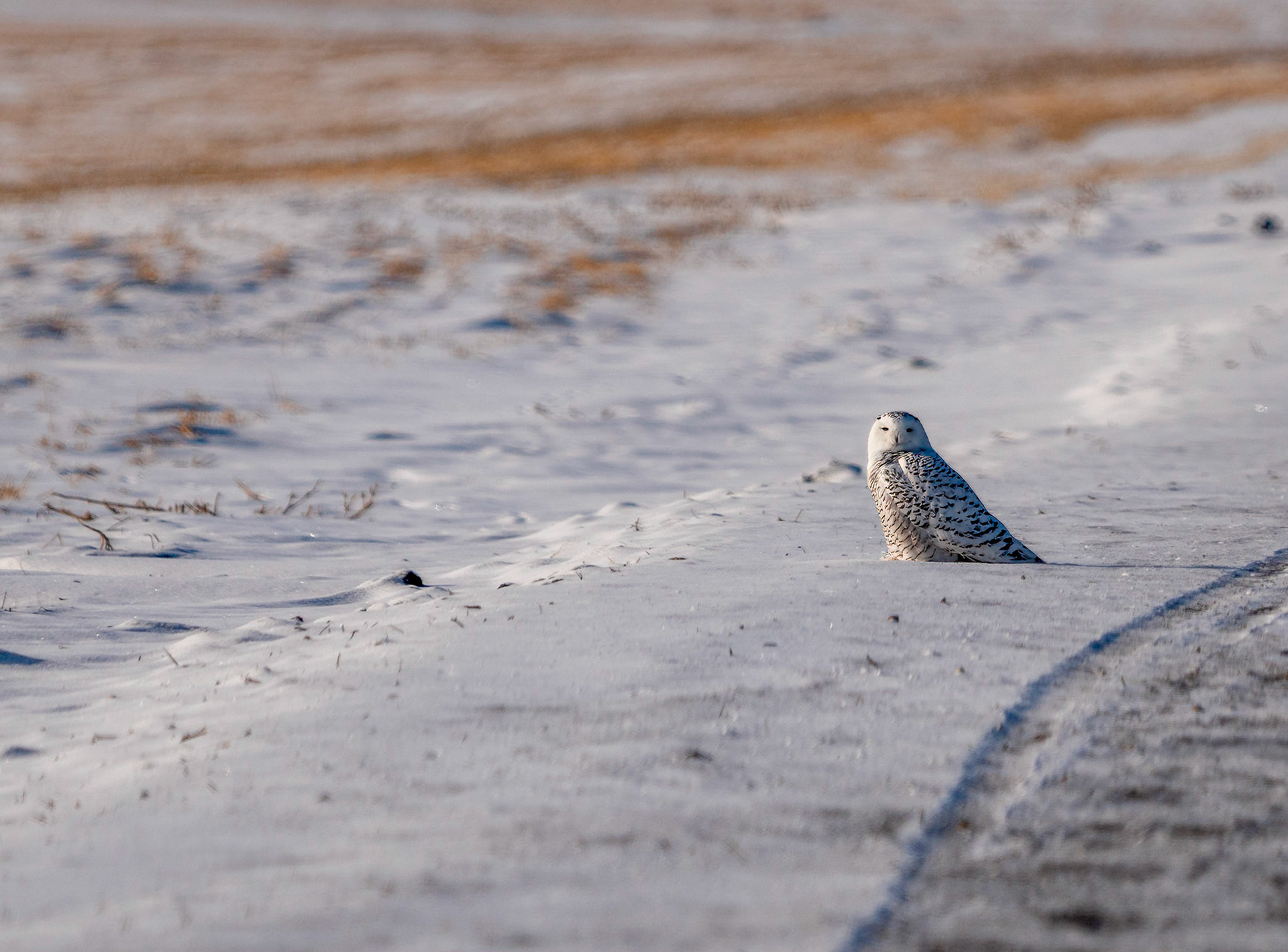 Snowy Owl