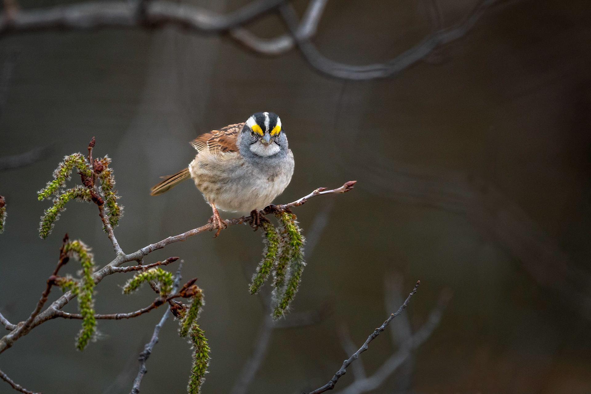 White-throated Sparrow