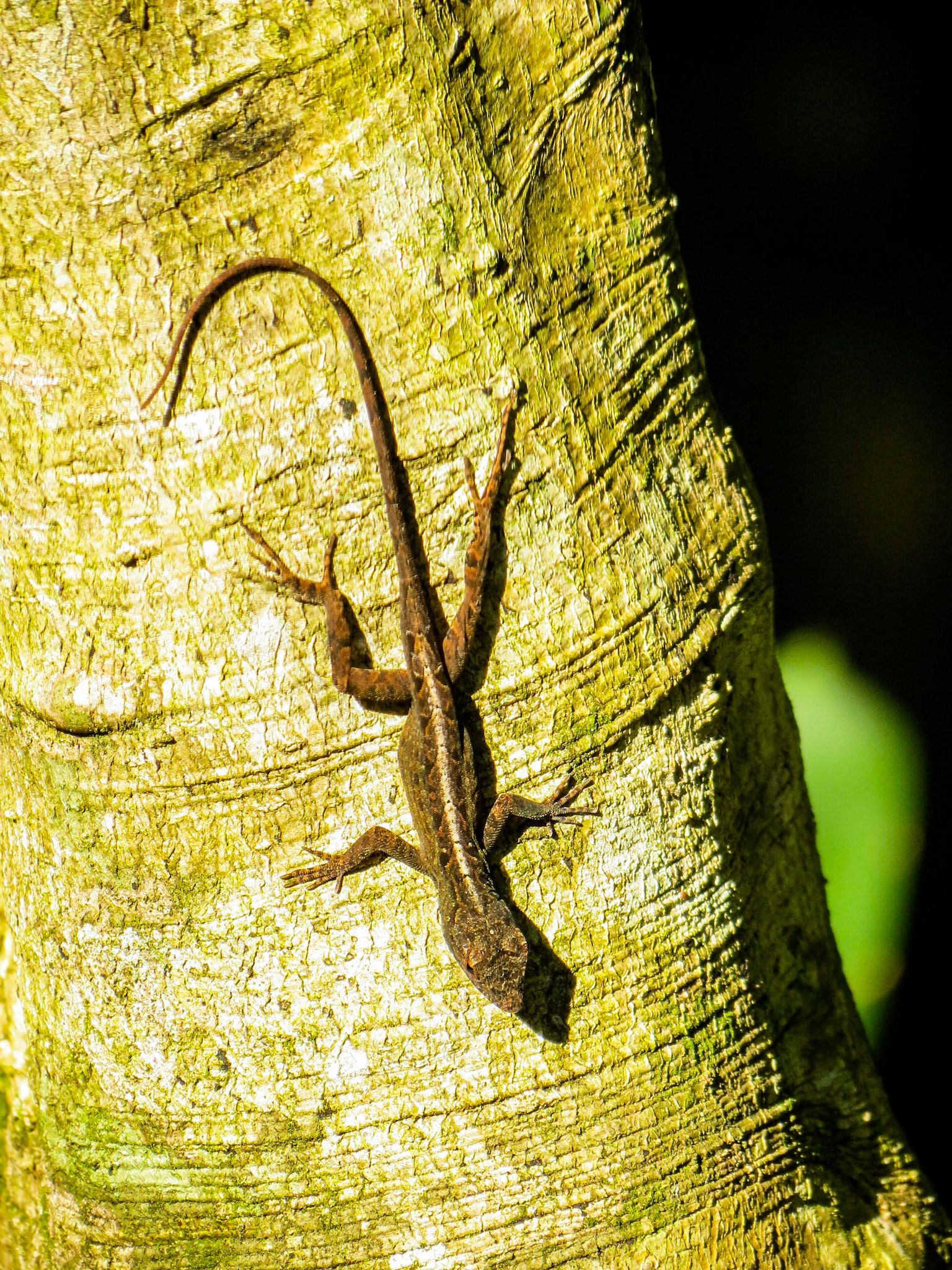 Chameleon