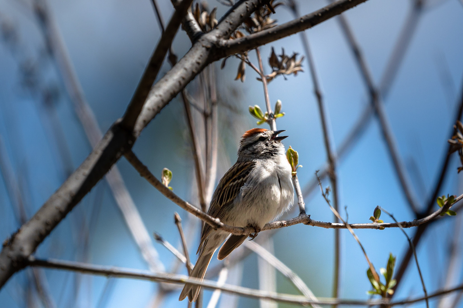 Chipping Sparrow