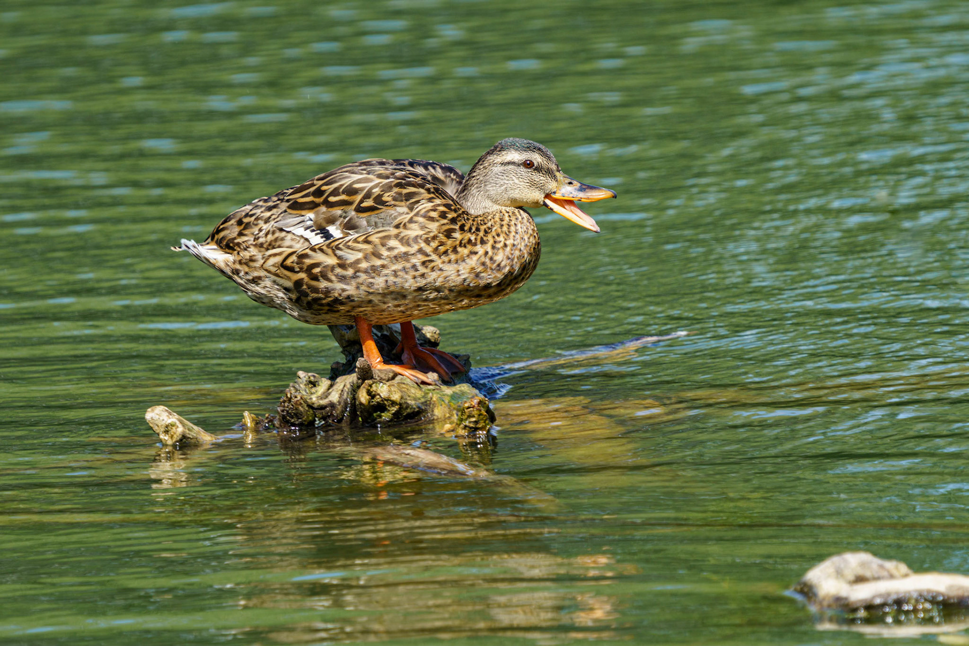 Mallard Duck