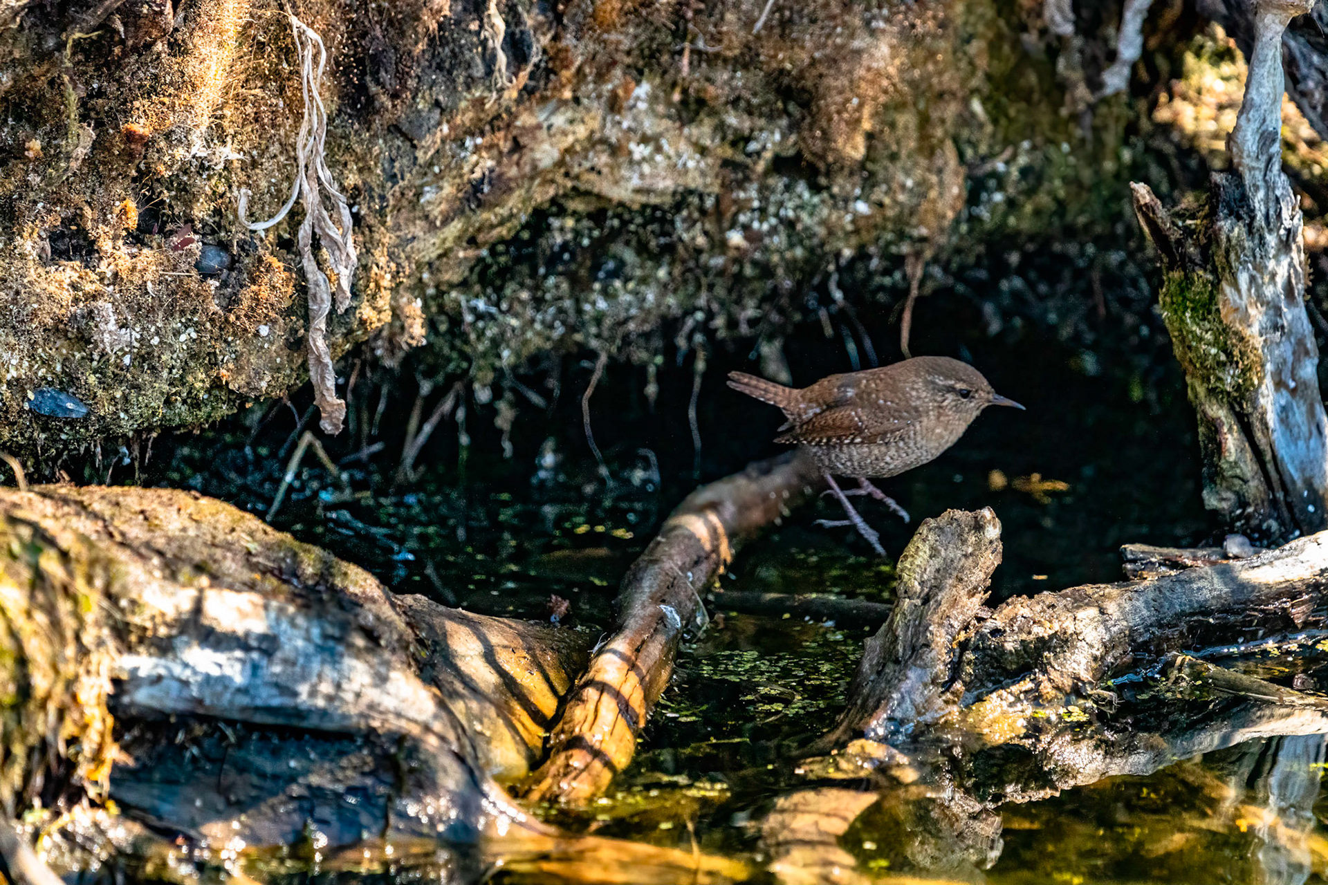 House Wren