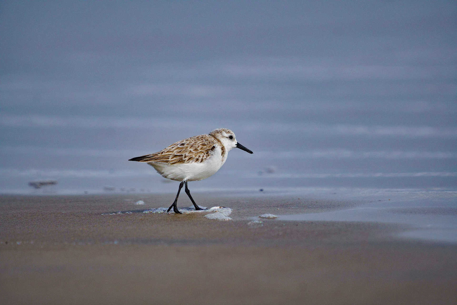 Sanderling