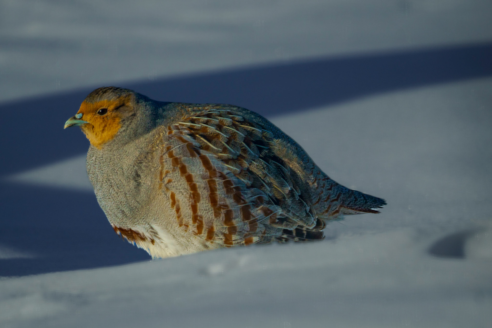 Gray Partridge