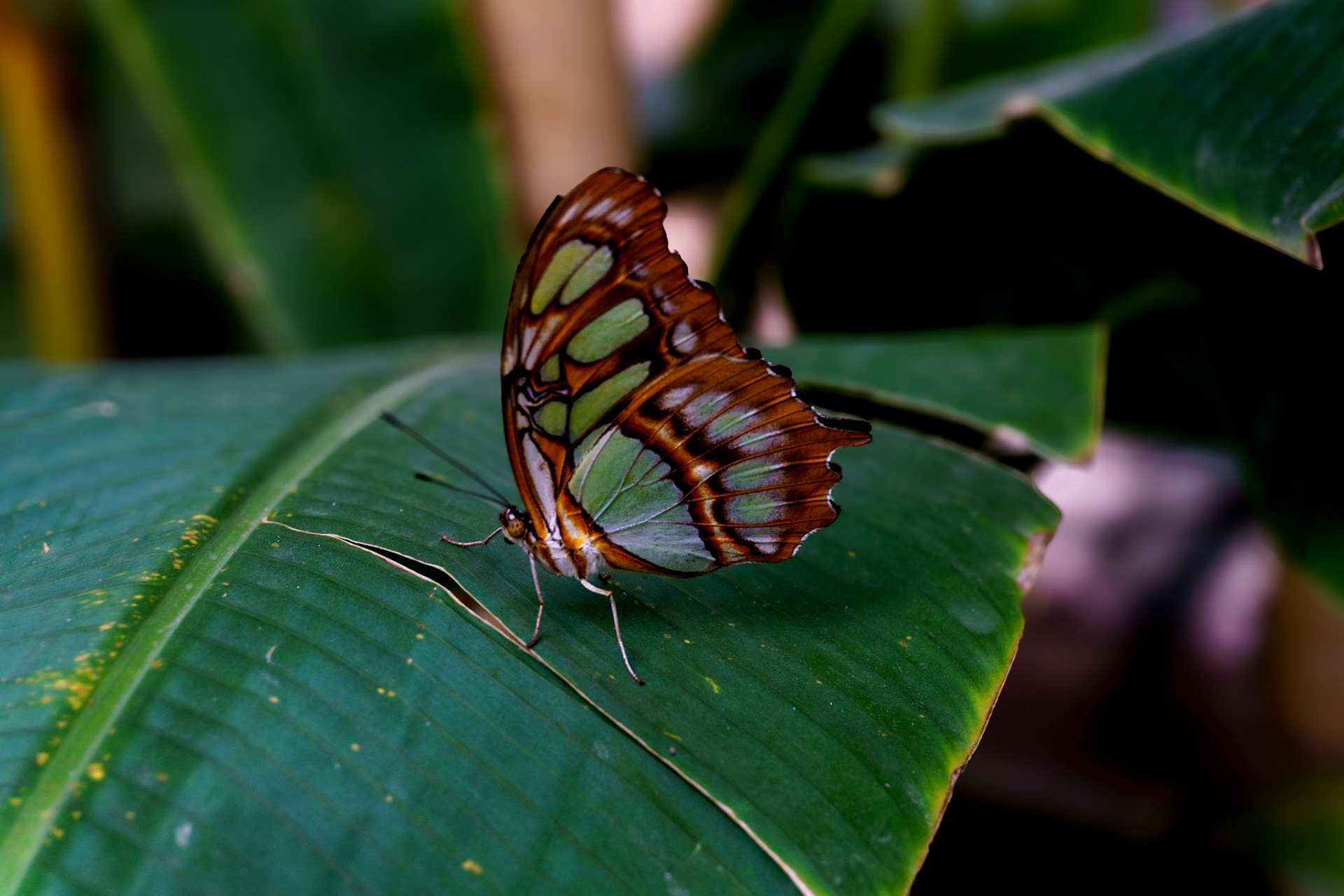 Malachite butterfly Los Mochis botanical garden