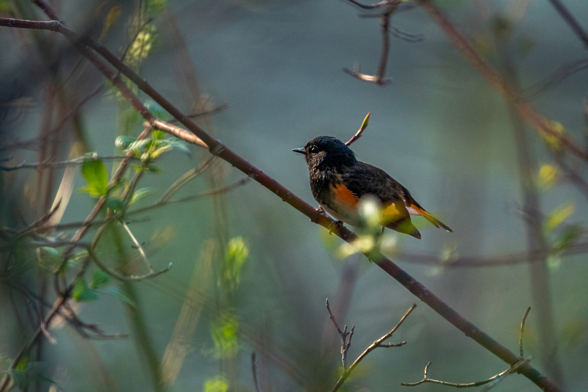 American Redstart