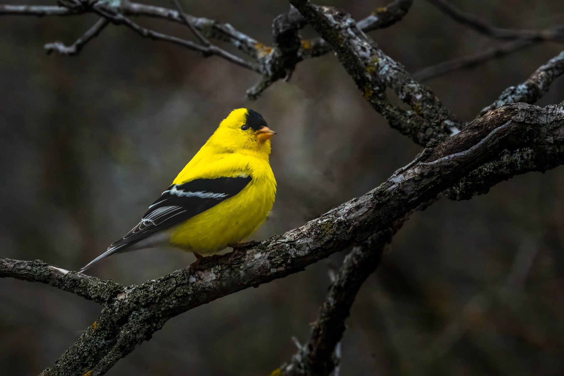 Amrican Goldfinch