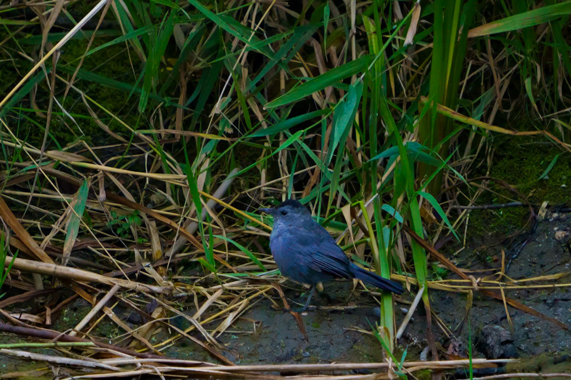 Gray Catbird