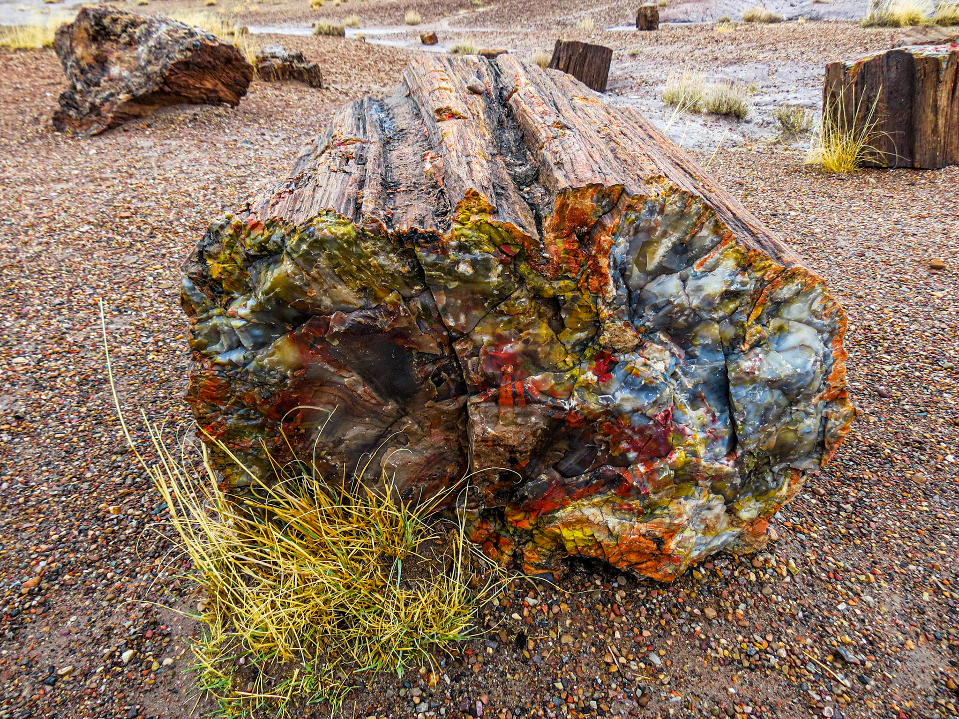 Petrified Forest Arizona