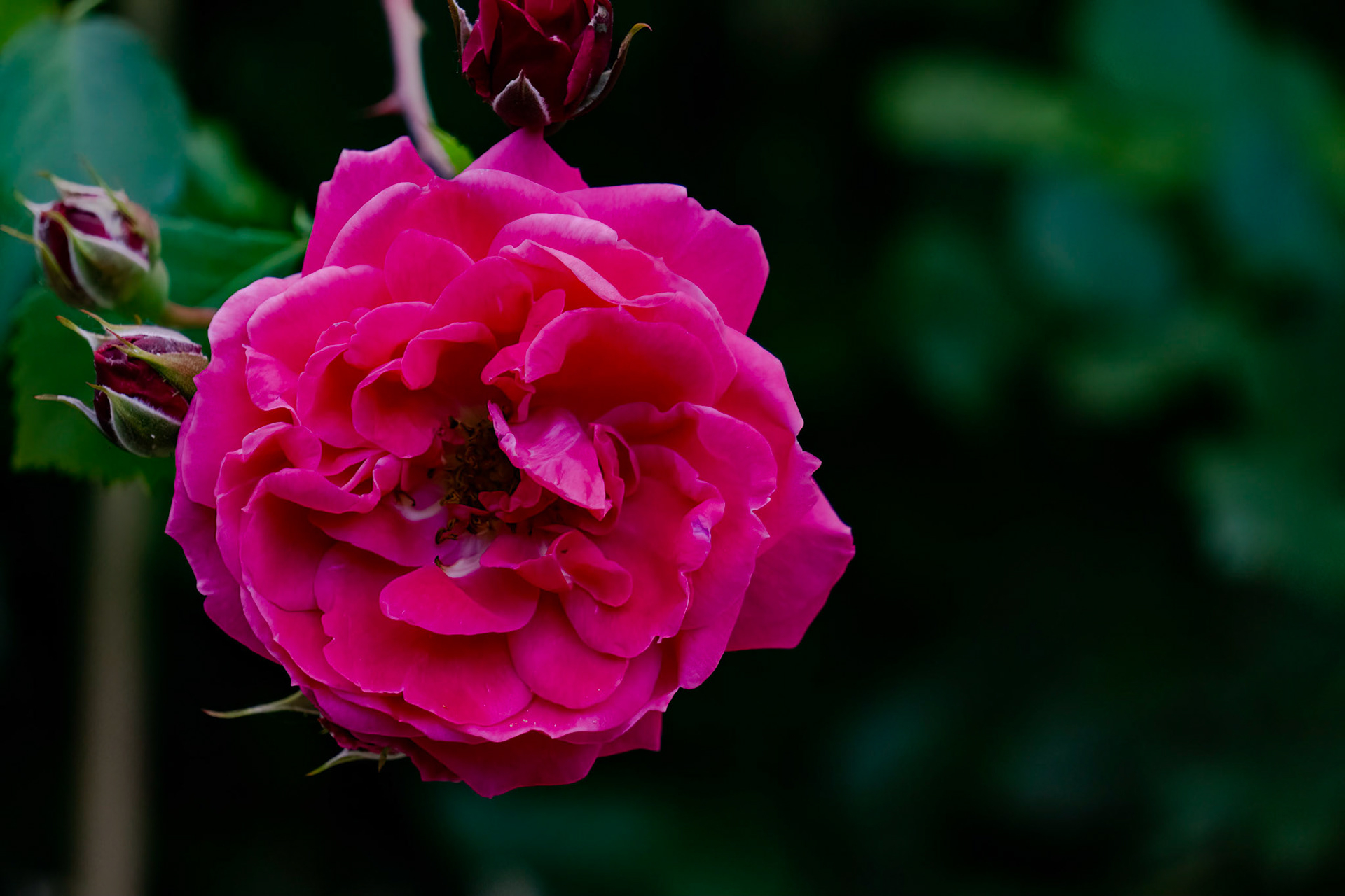 Rose