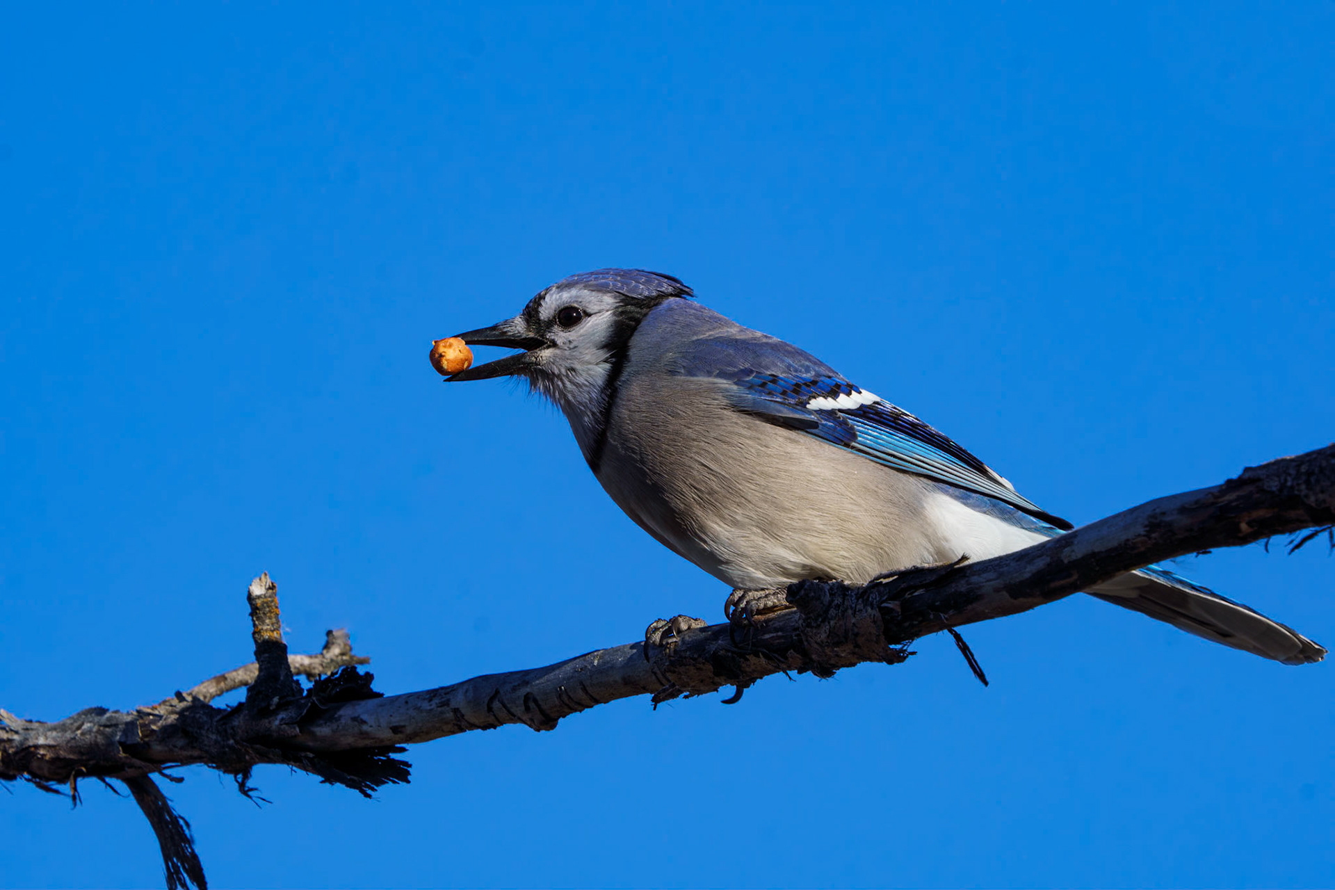 Bluejay with lunch