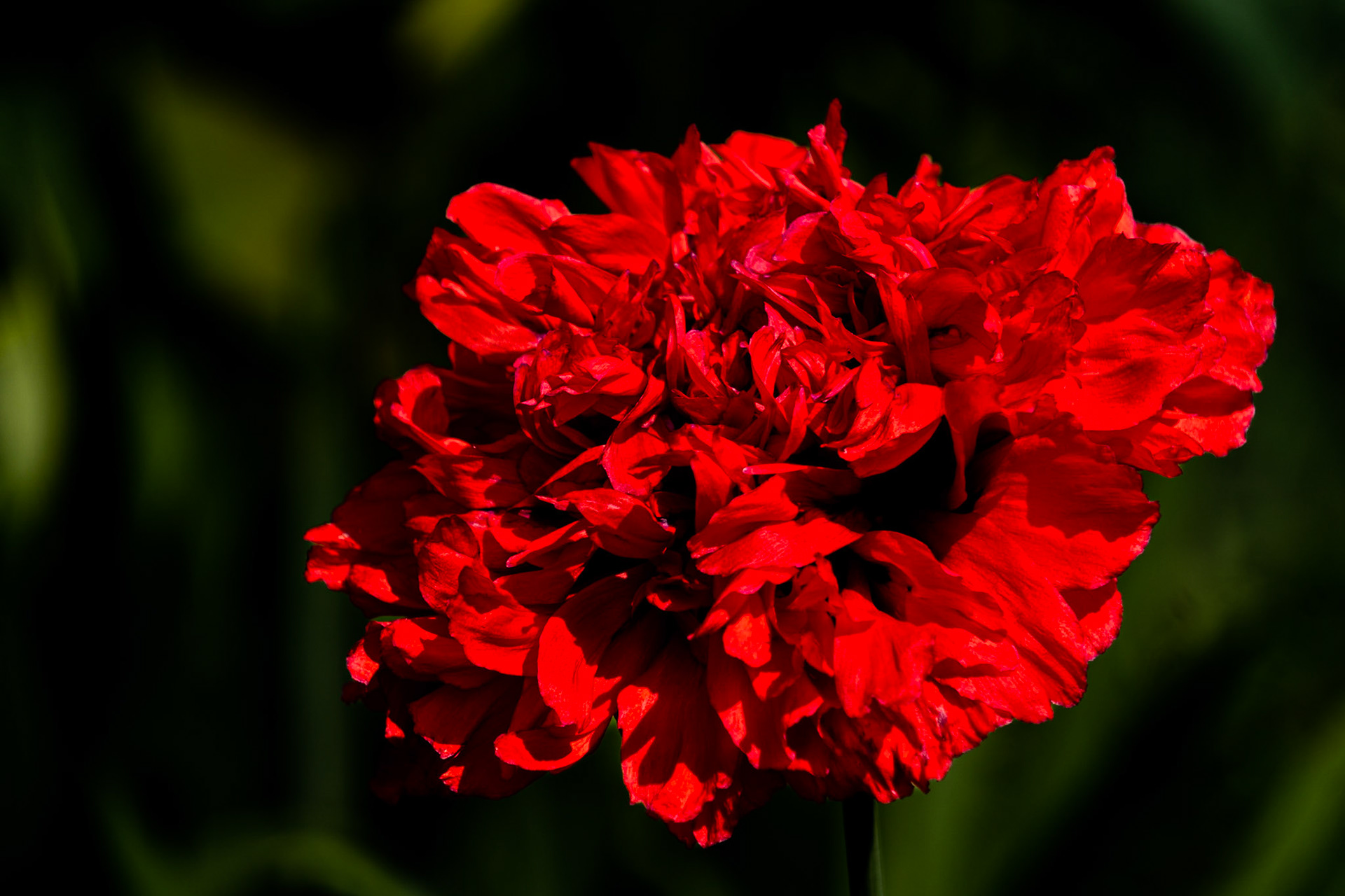 Poppy