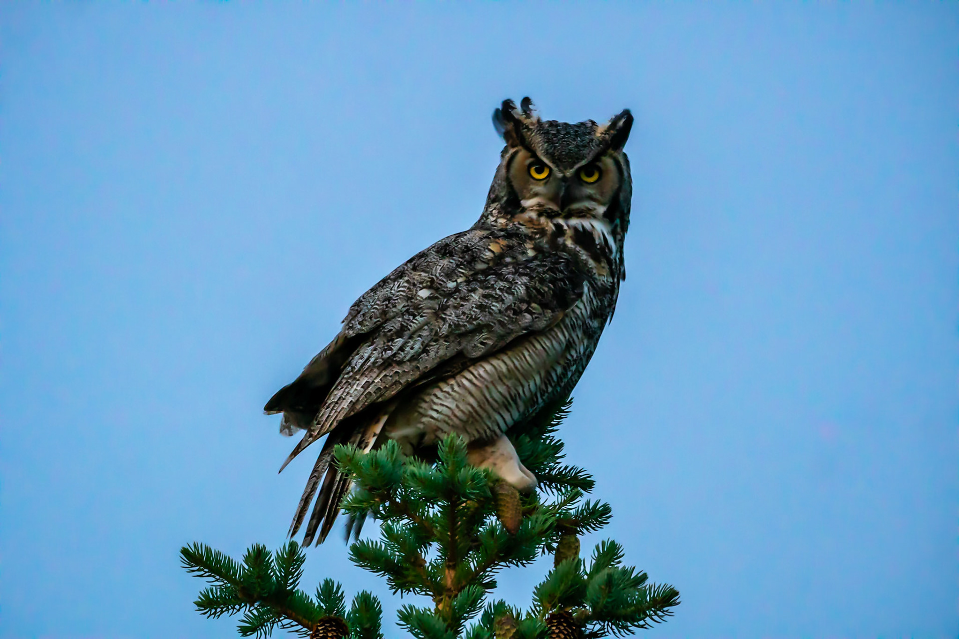 Great Horned Owl