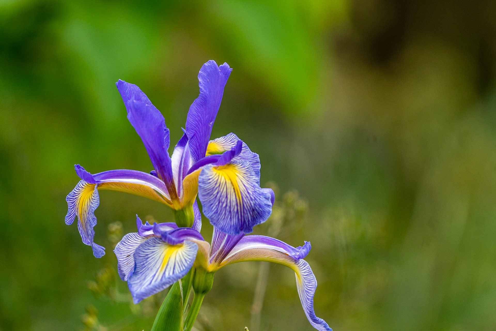 Iris