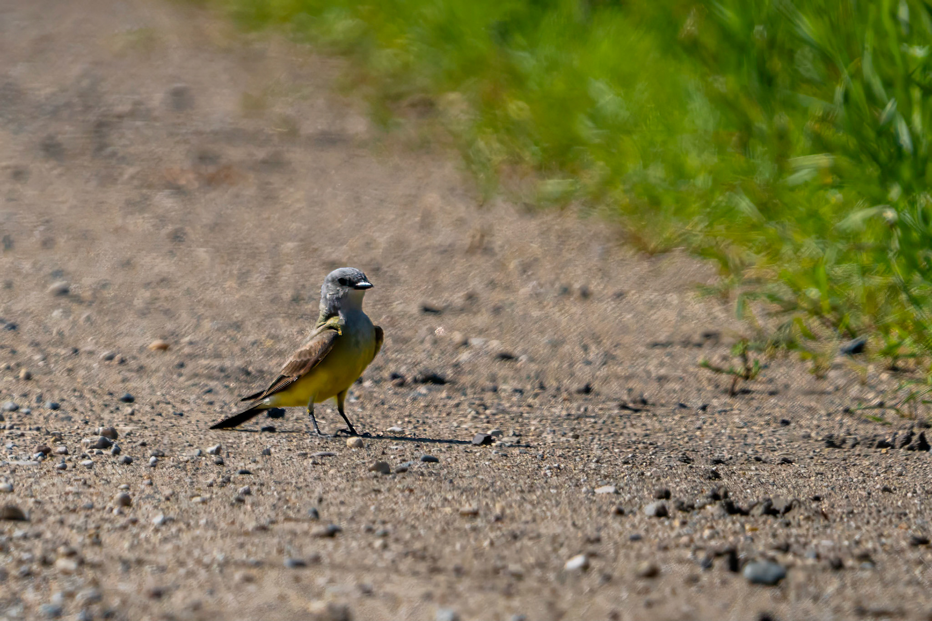 Western Kingbird