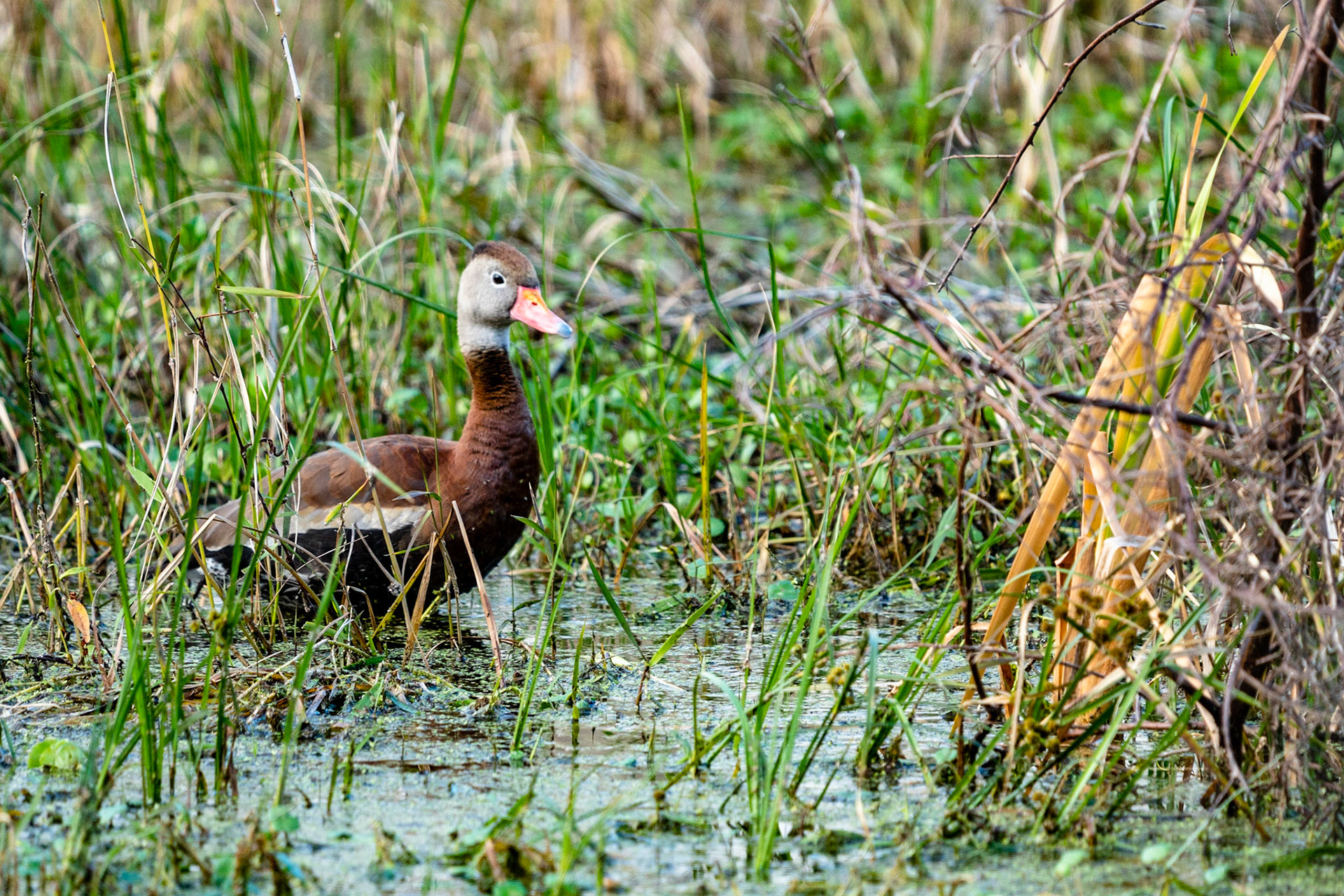 Black-Bellied Whistling Duck