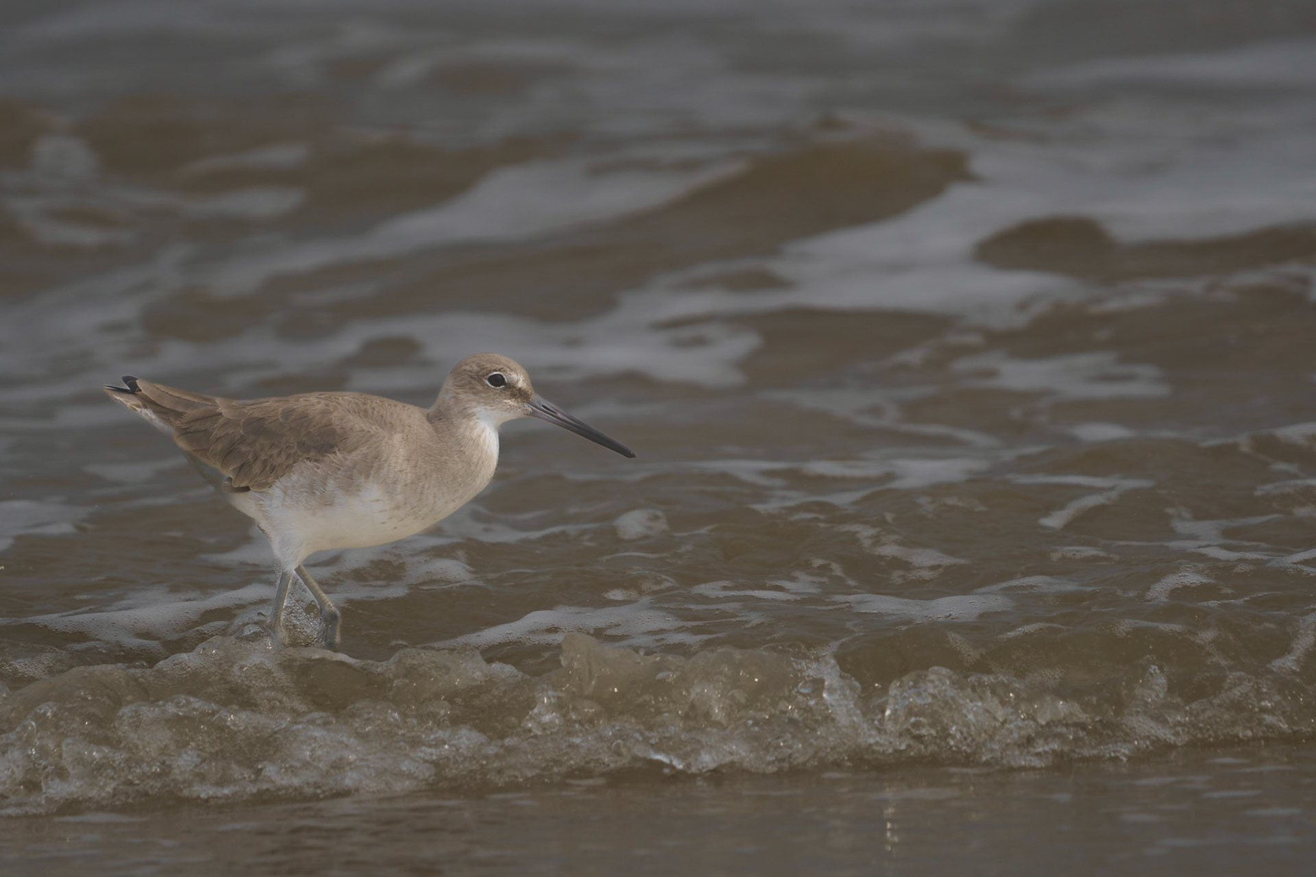 Willet