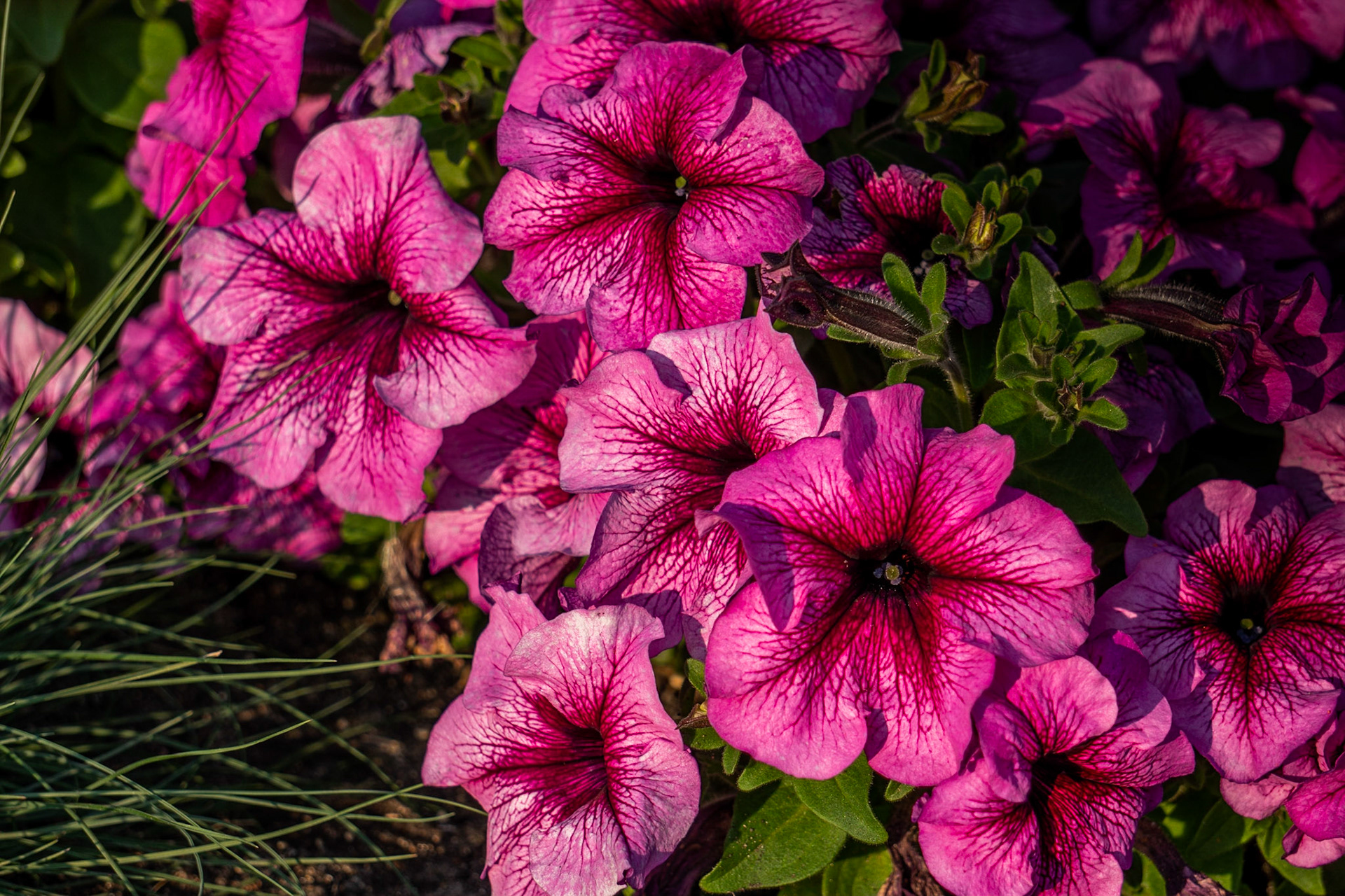 Petunia