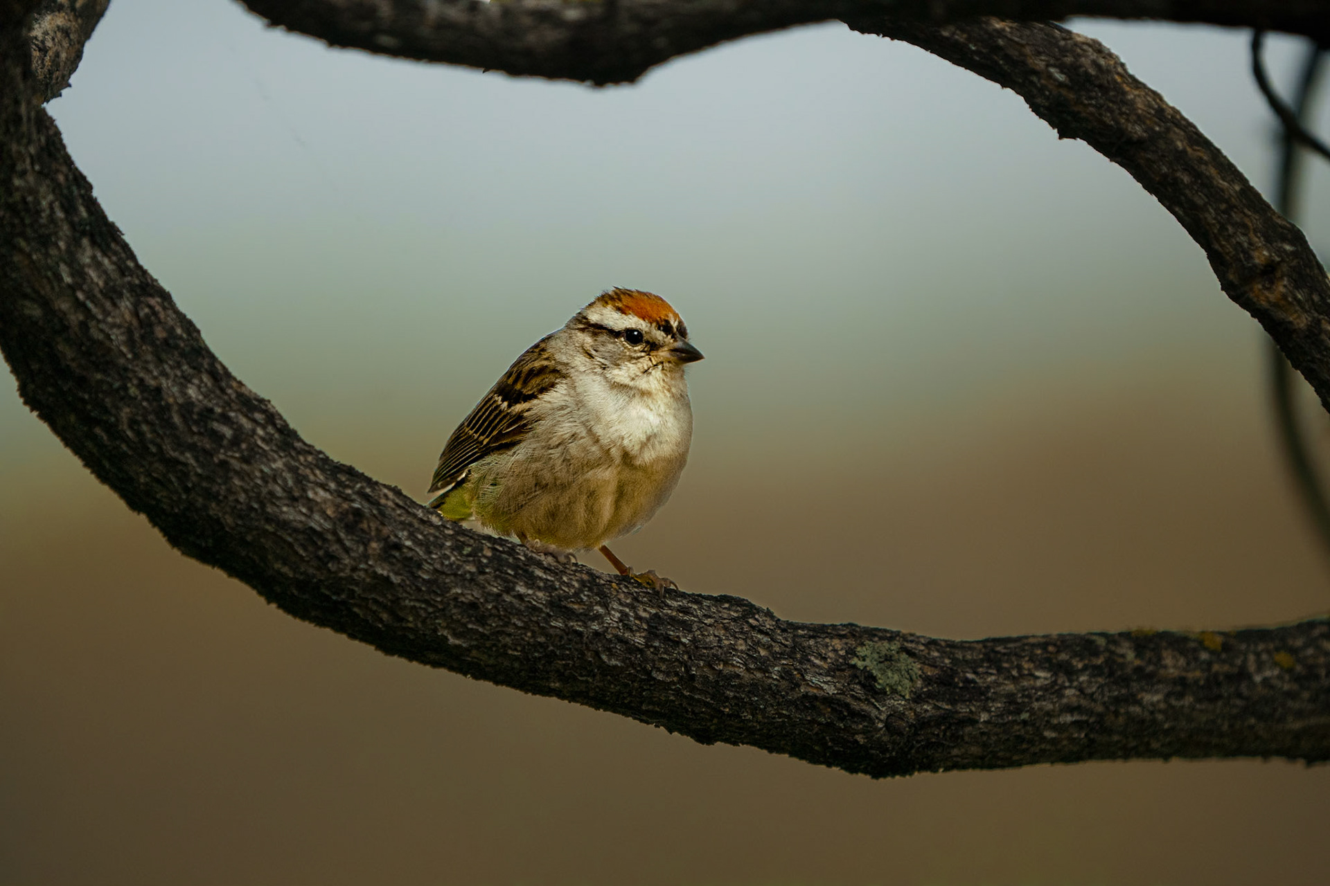 Chipping Sparrow