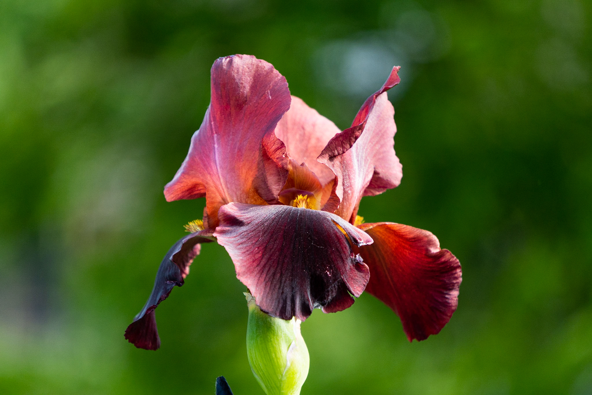 Beautiful Iris