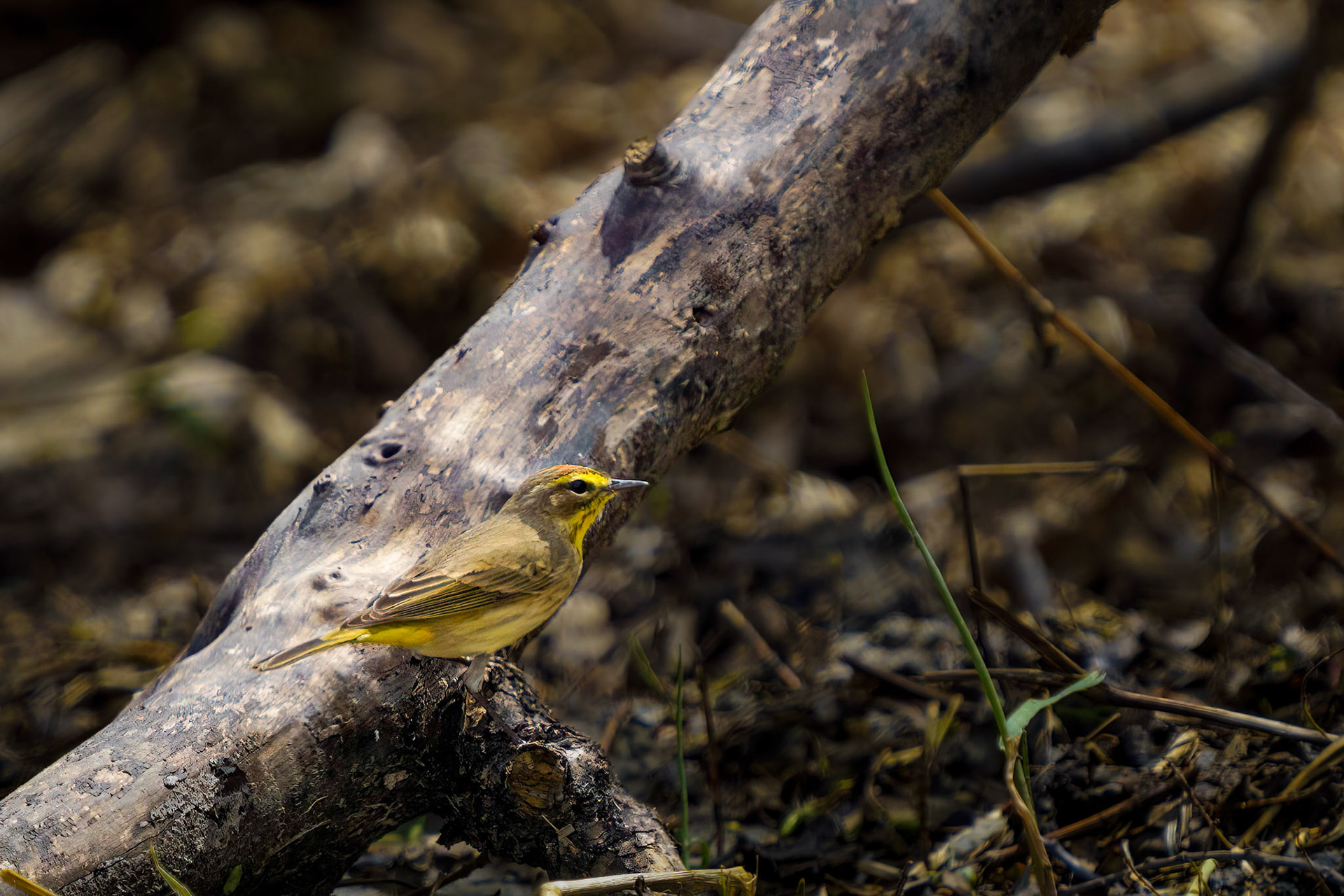 Palm Warbler