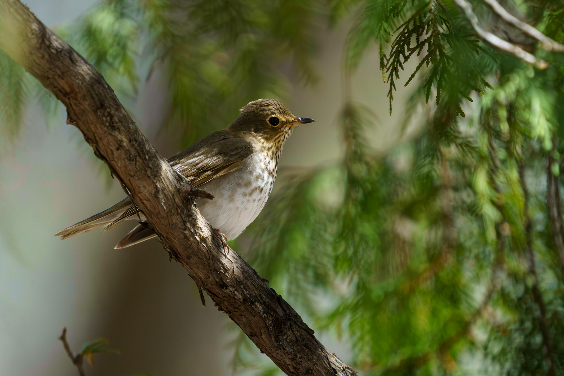 Swainson's Thrush