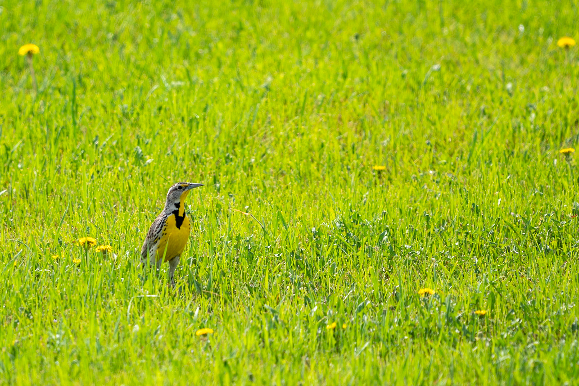 Western Meadowlark