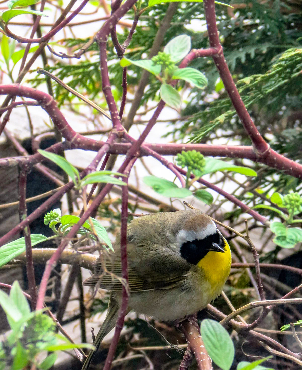 Common Yellowthroat