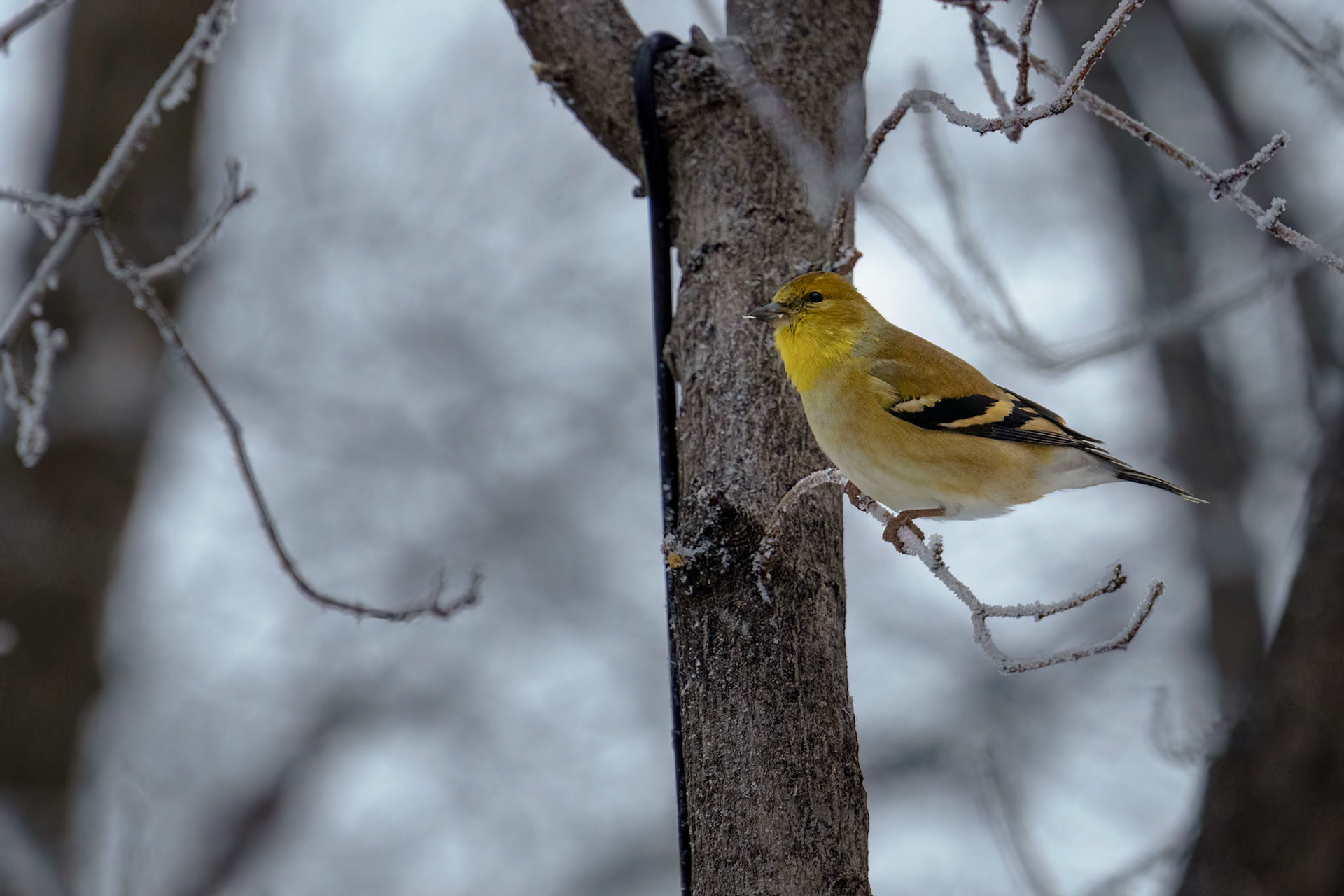 American Goldfinch