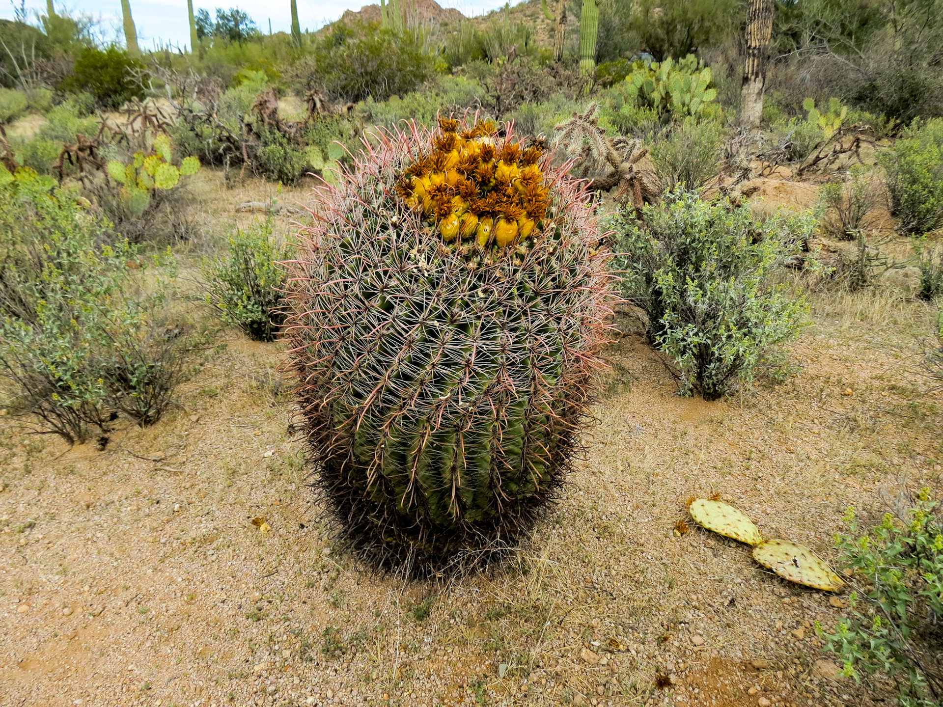Barrel Cactus