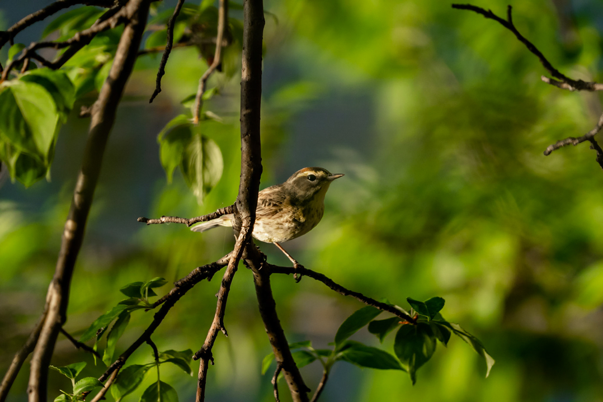 Tennessee Warbler