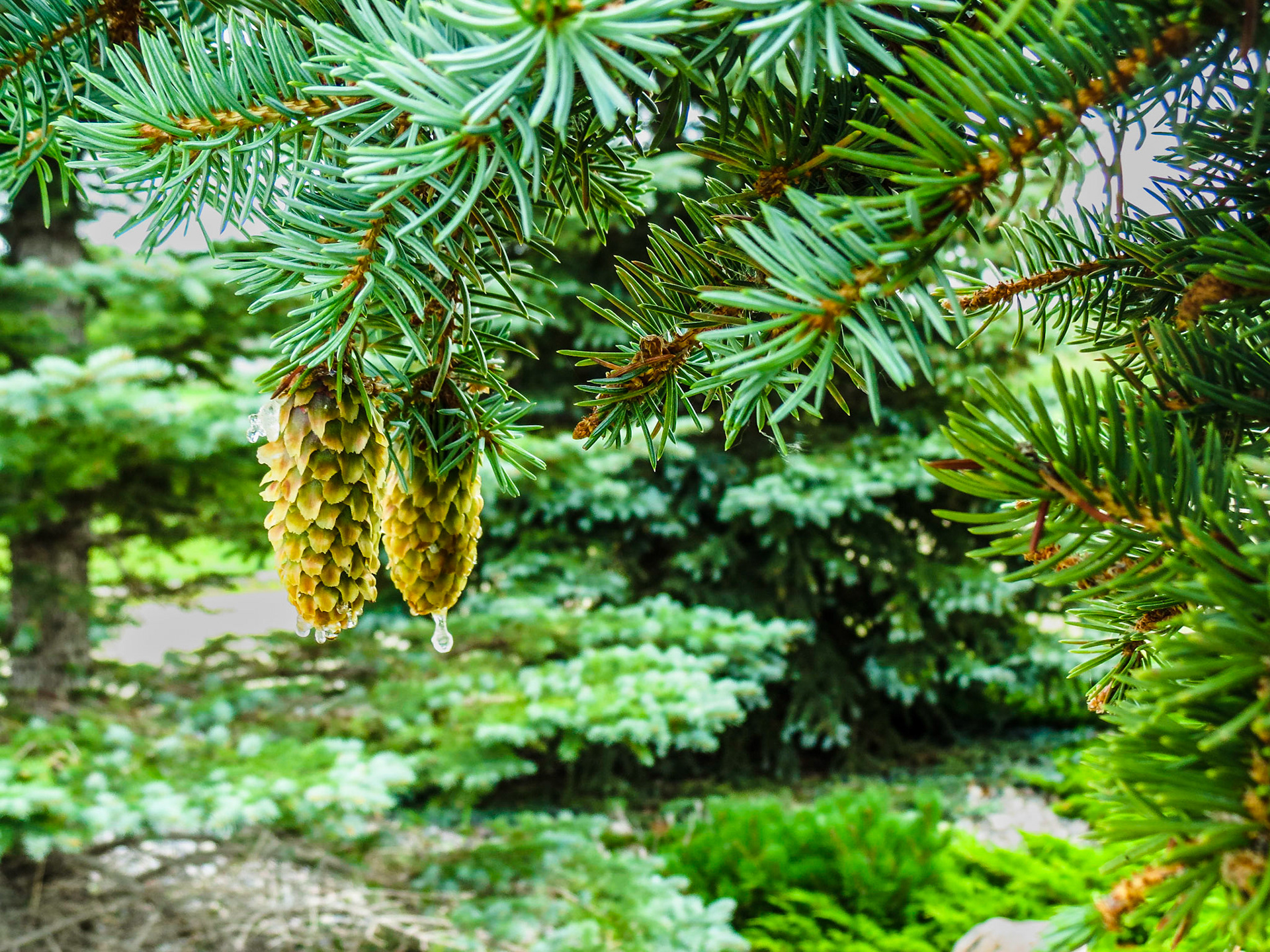 Spruce Cone