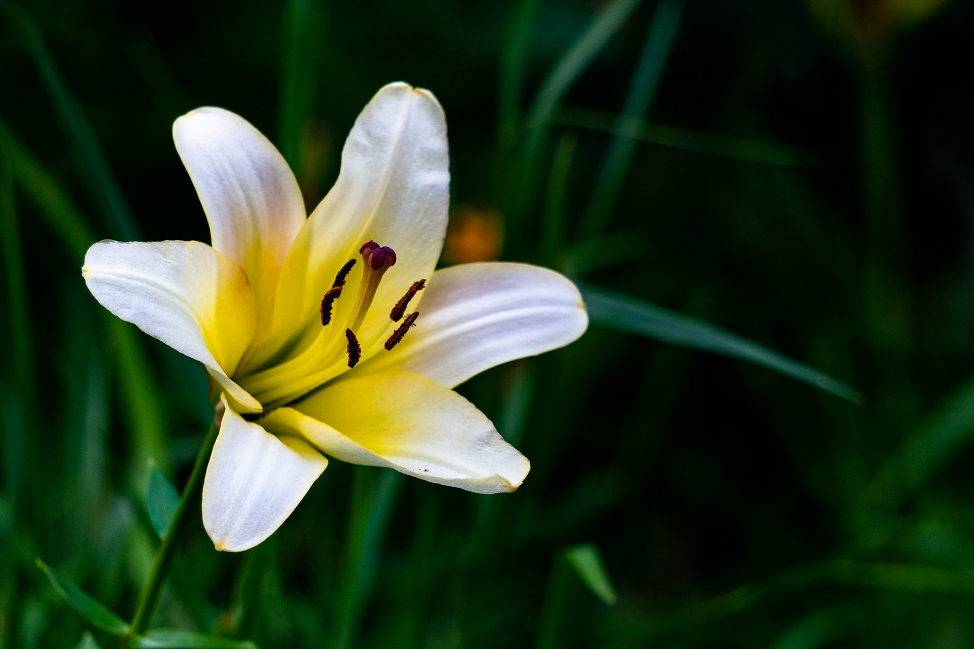 White Lily